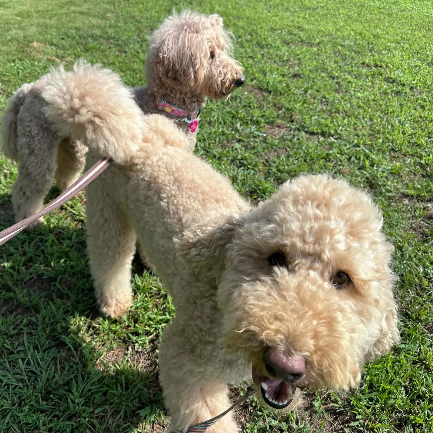 遊びに来てくれた子達🐩♬