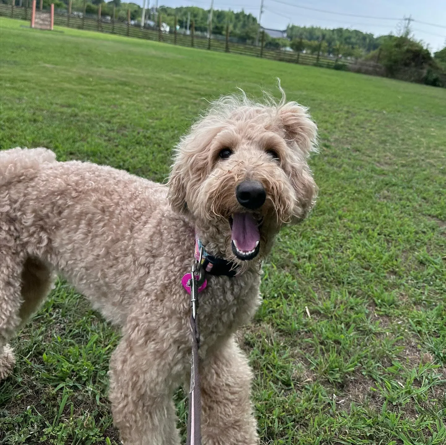 遊びに来てくれた子達🐩♬