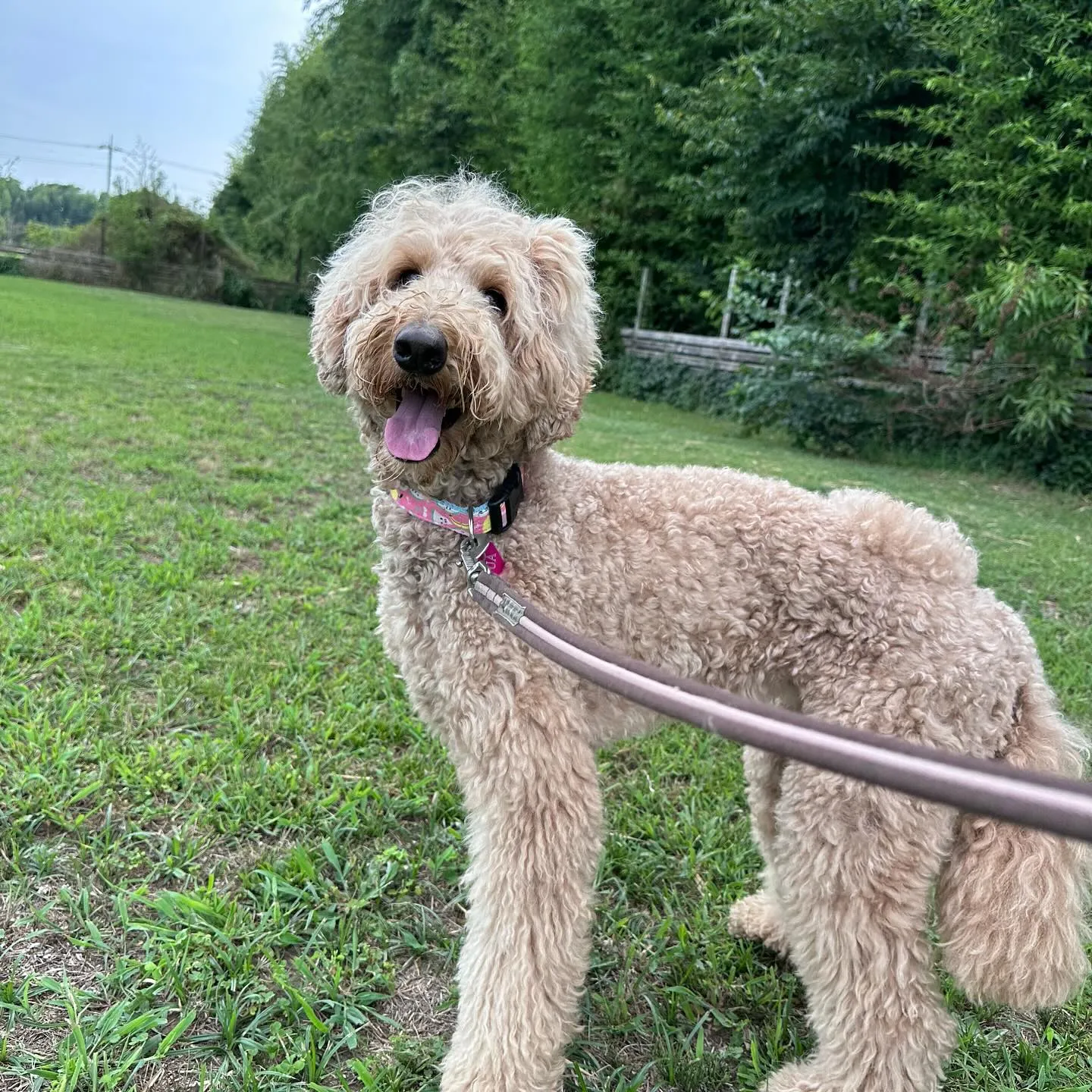 遊びに来てくれた子達🐩♬