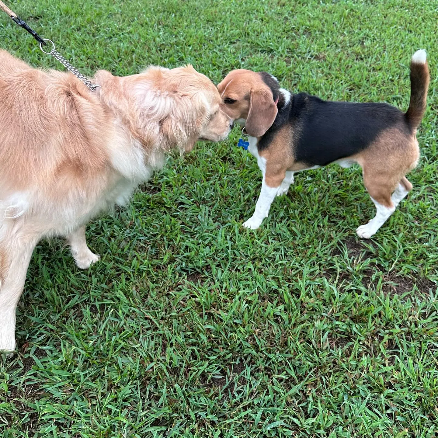 遊びに来てくれた子達🐕♬