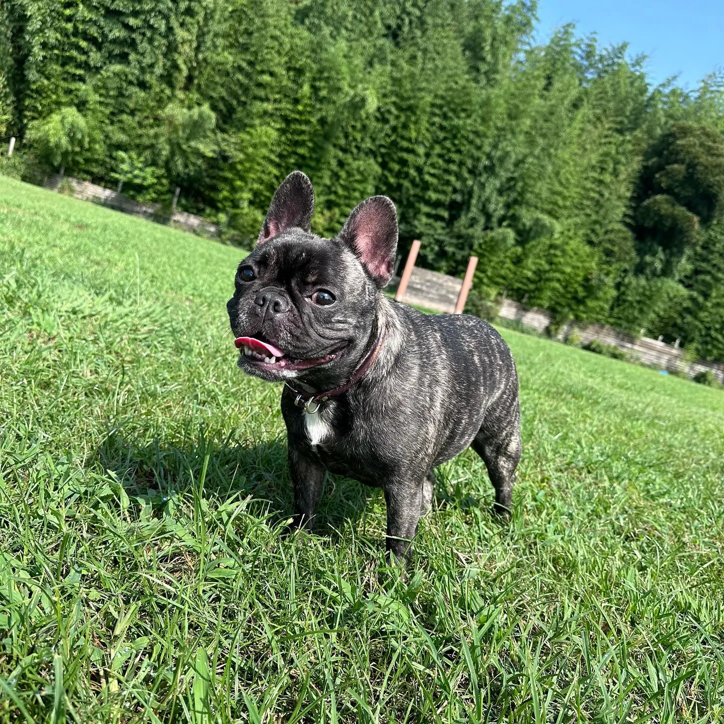 遊びに来てくれた子達🐕♬