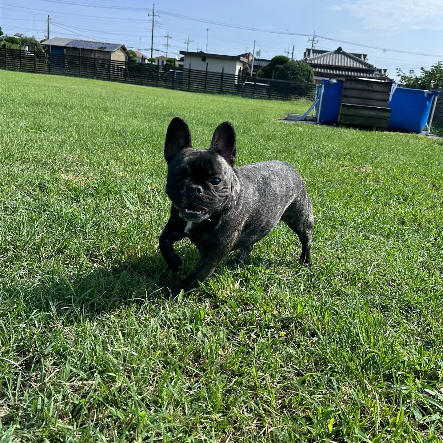 遊びに来てくれた子達🐕♬