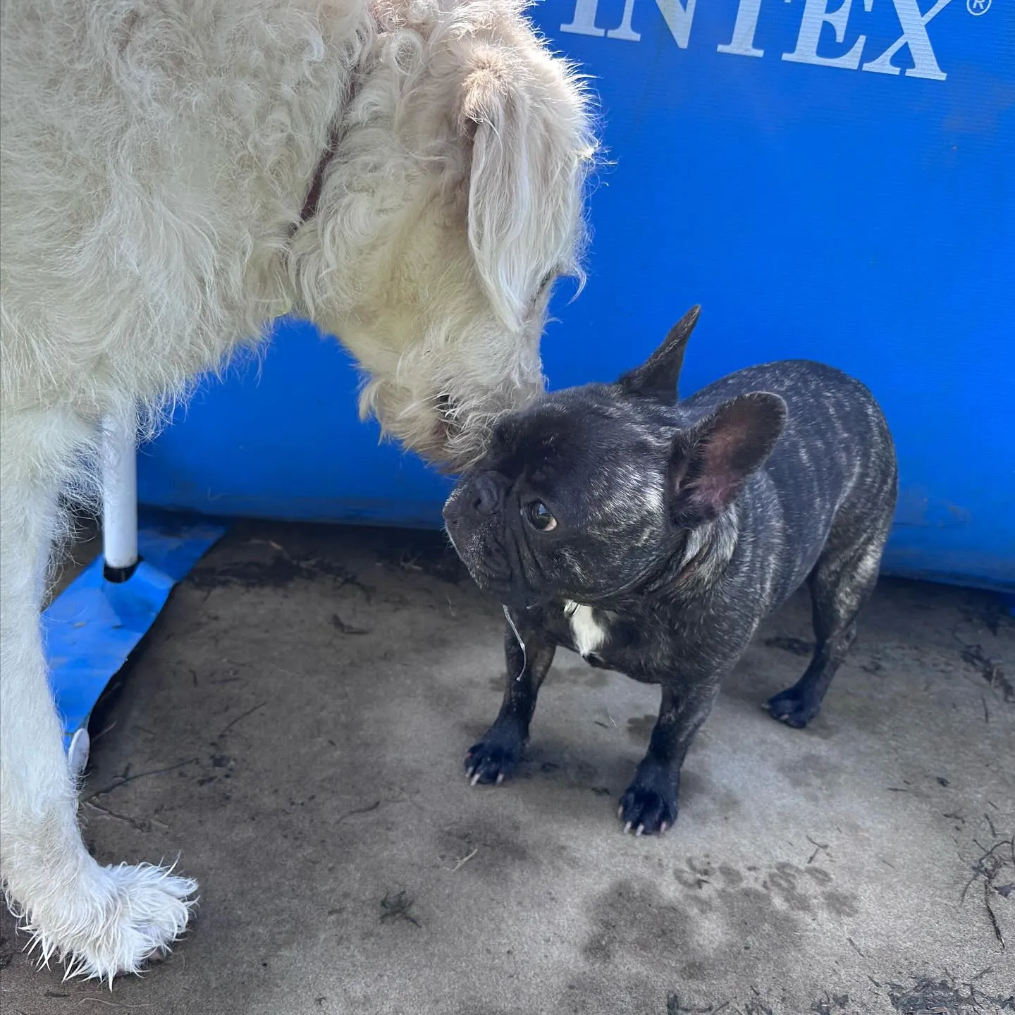 遊びに来てくれた子達🐕♬