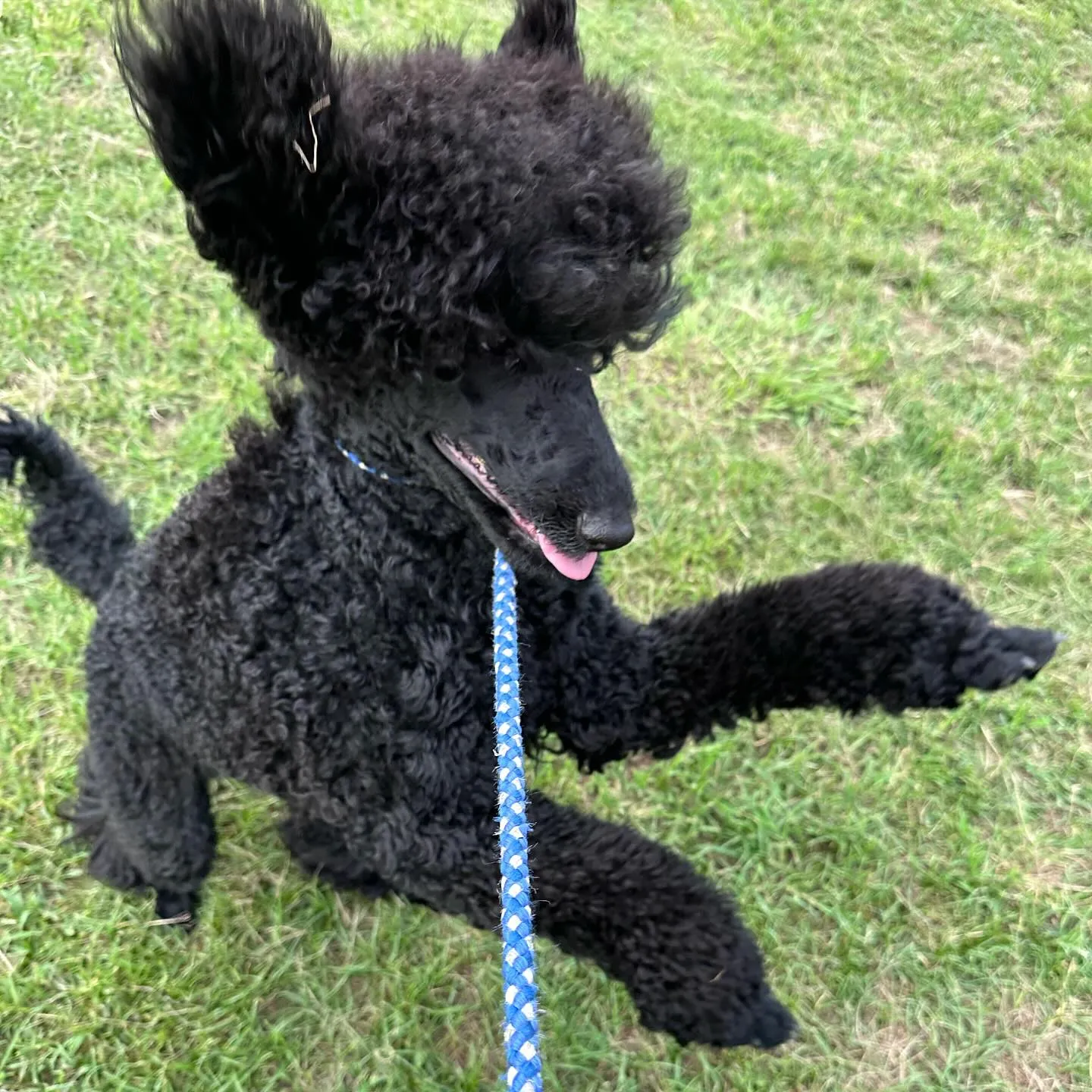 トレーニングに来てくれた子達🐩🐕♬