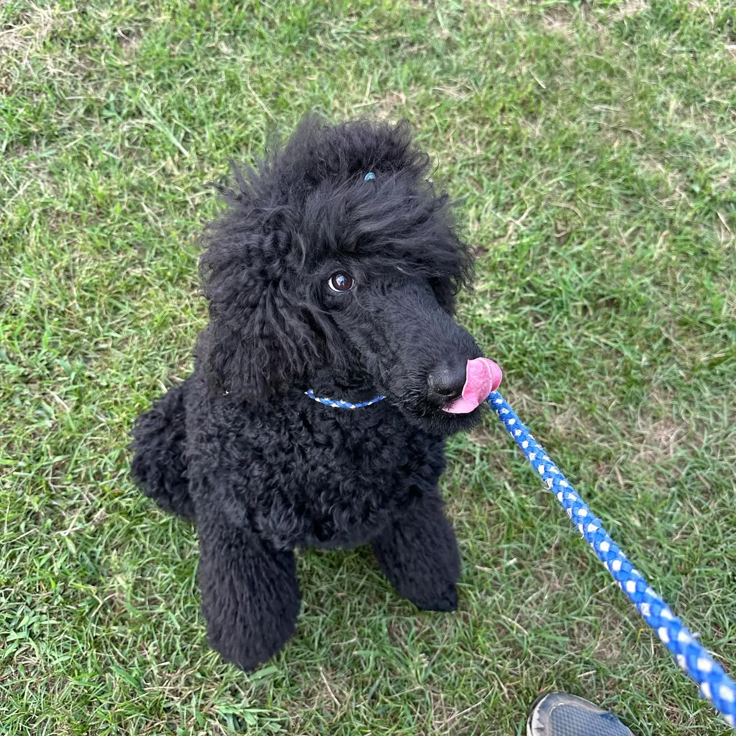 トレーニングに来てくれた子達🐩🐕♬