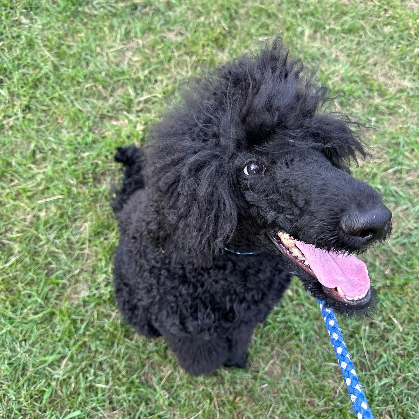 トレーニングに来てくれた子達🐩🐕♬