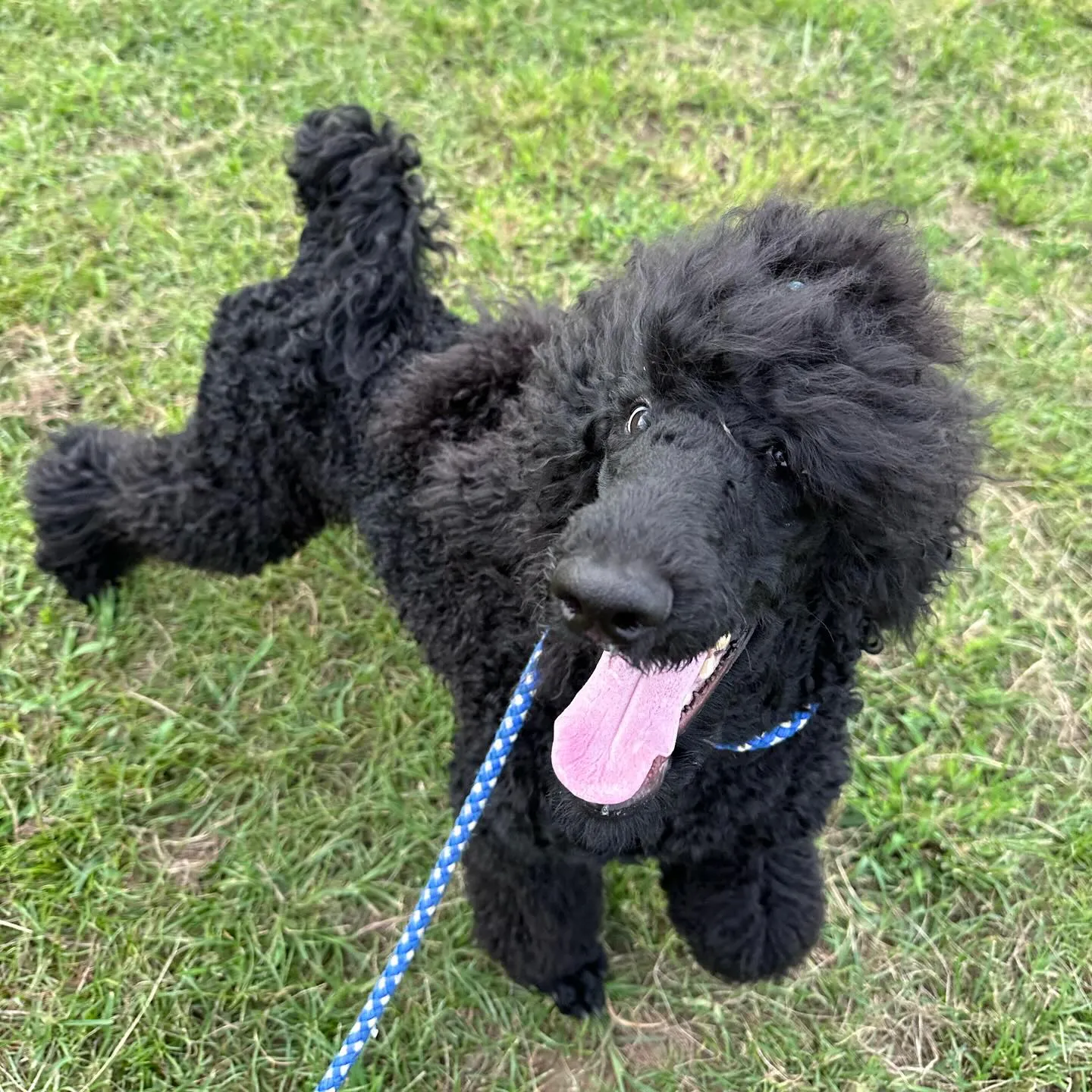 トレーニングに来てくれた子達🐩🐕♬