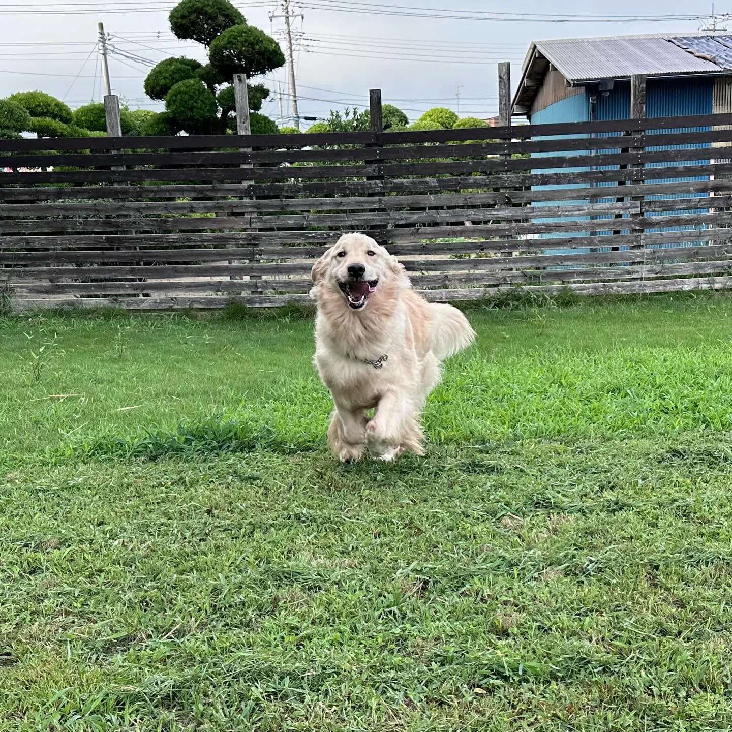 トレーニングに来てくれた子達🐩🐕♬