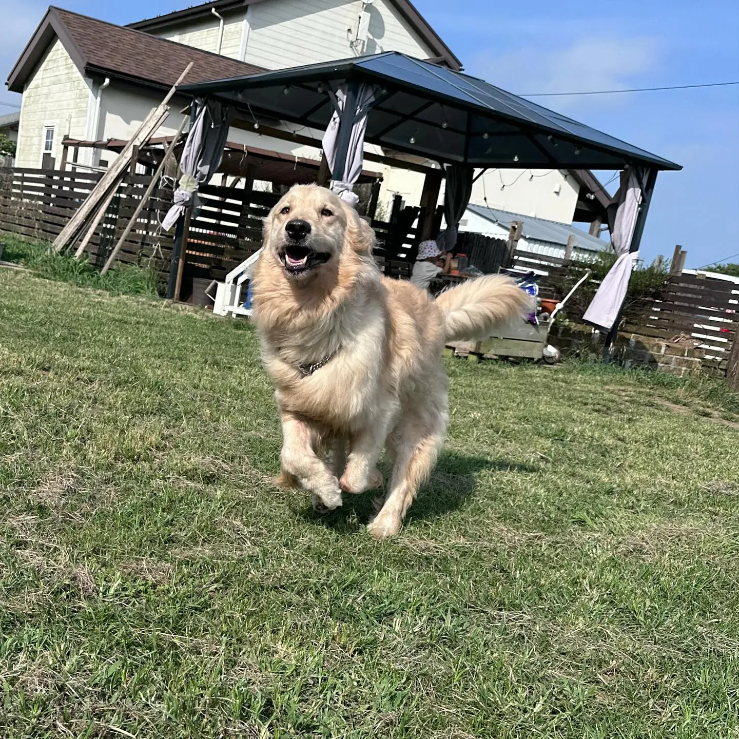 トレーニングに来てくれた子達🐩🐕♬