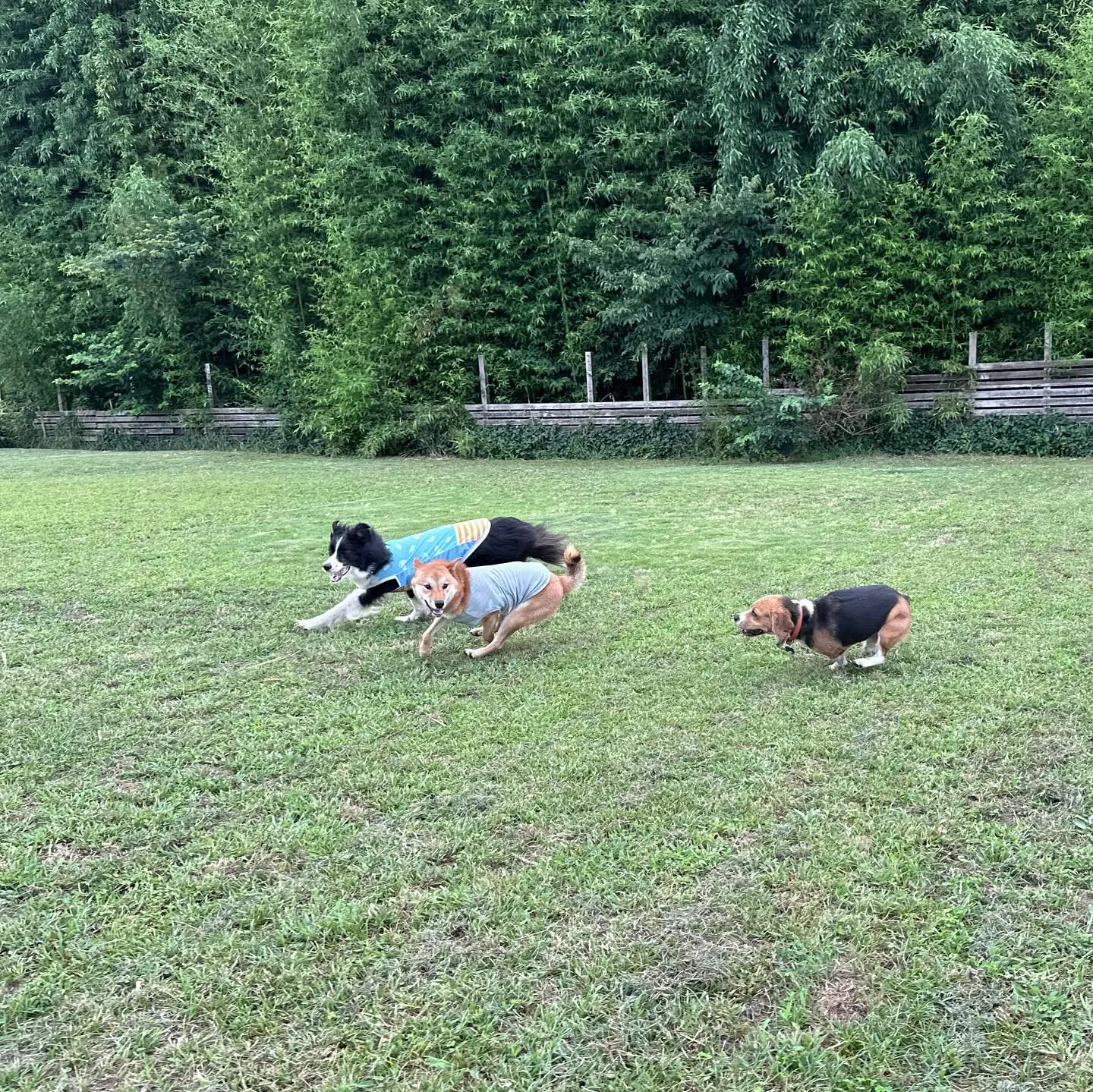 遊び来てくれた子達🐕♬