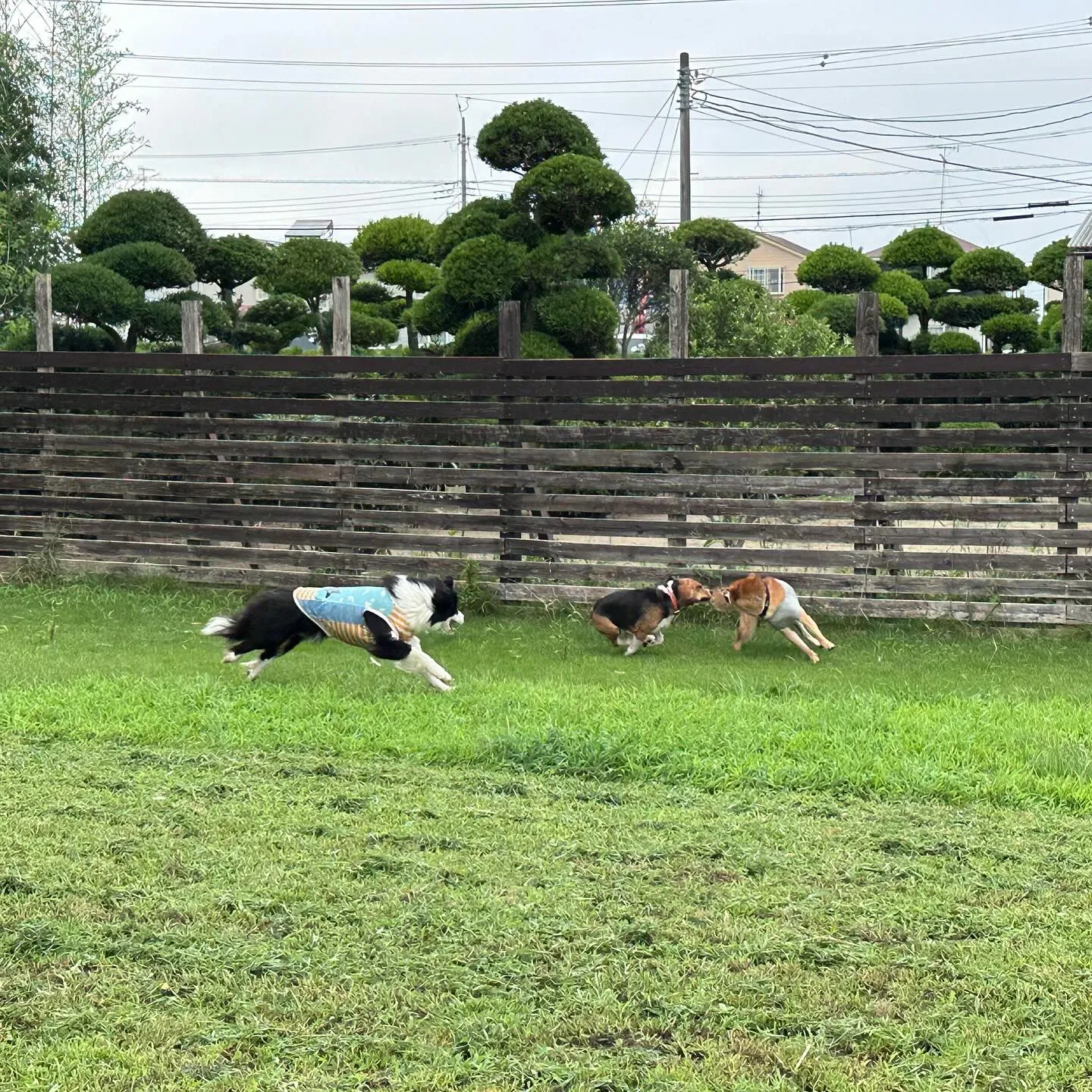 遊び来てくれた子達🐕♬