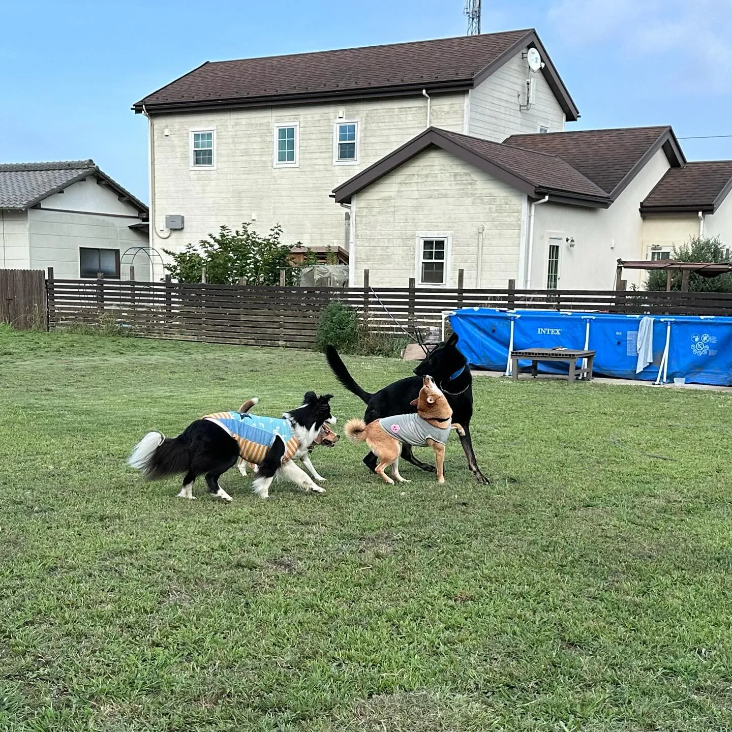 遊び来てくれた子達🐕♬