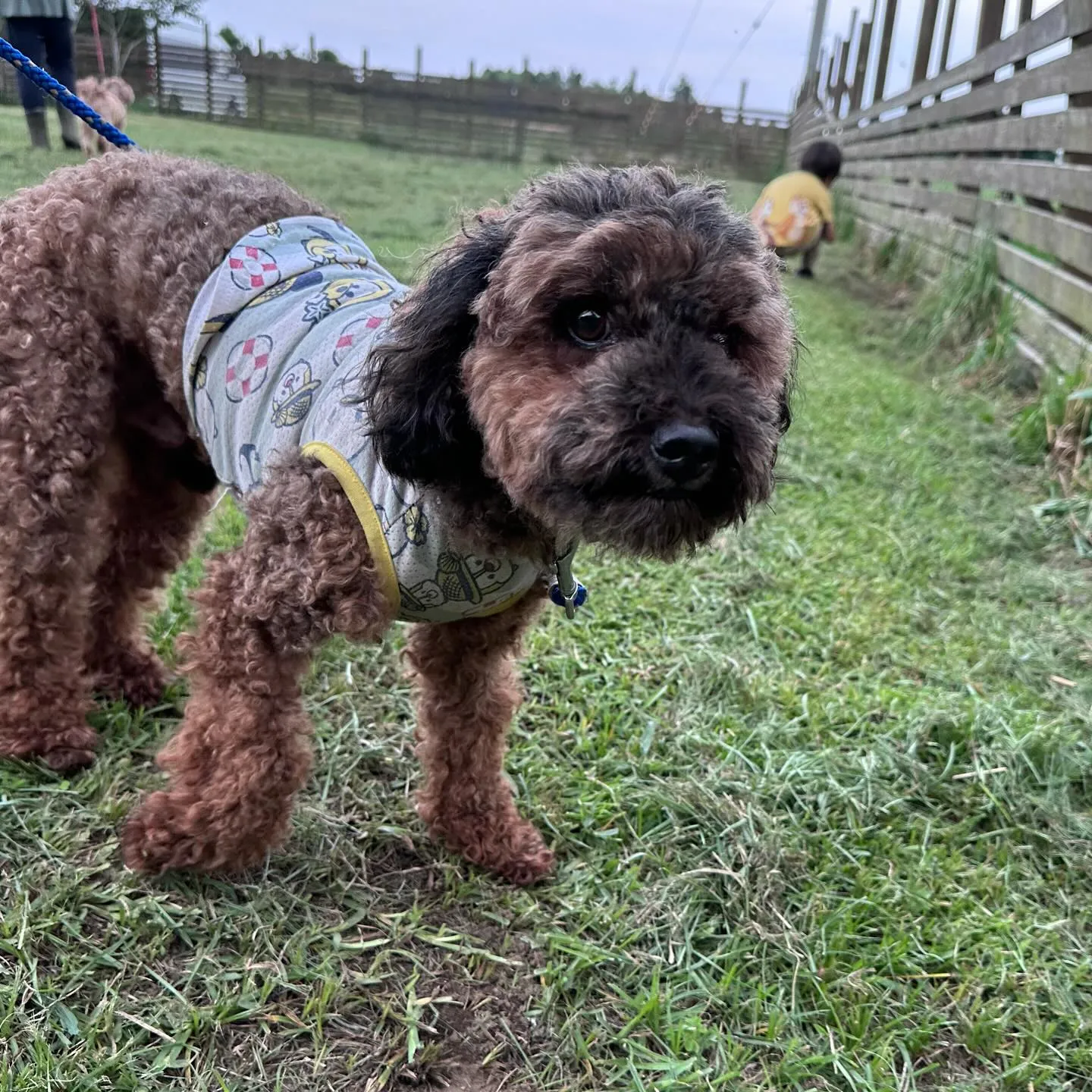 大家族が遊びに来てくれました🐩♬