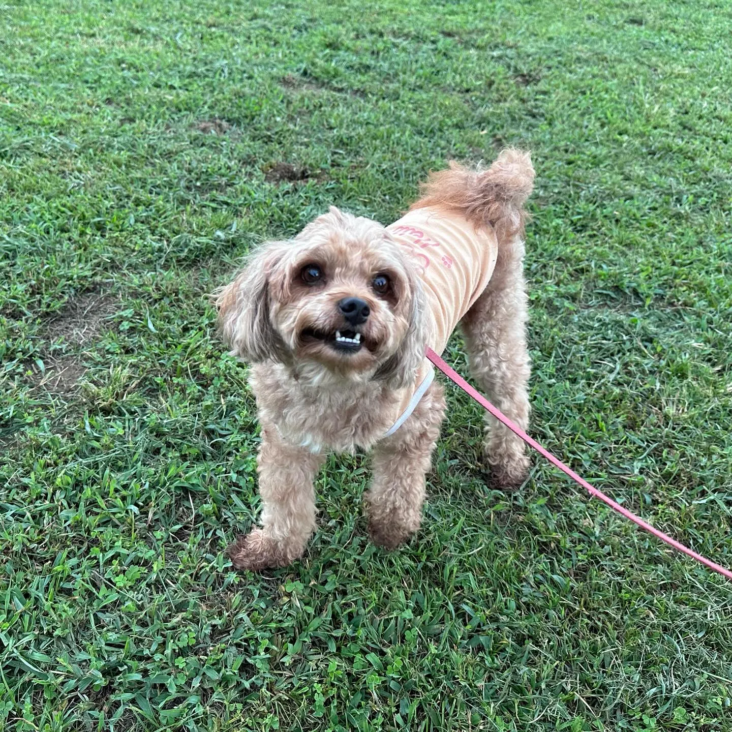 大家族が遊びに来てくれました🐩♬