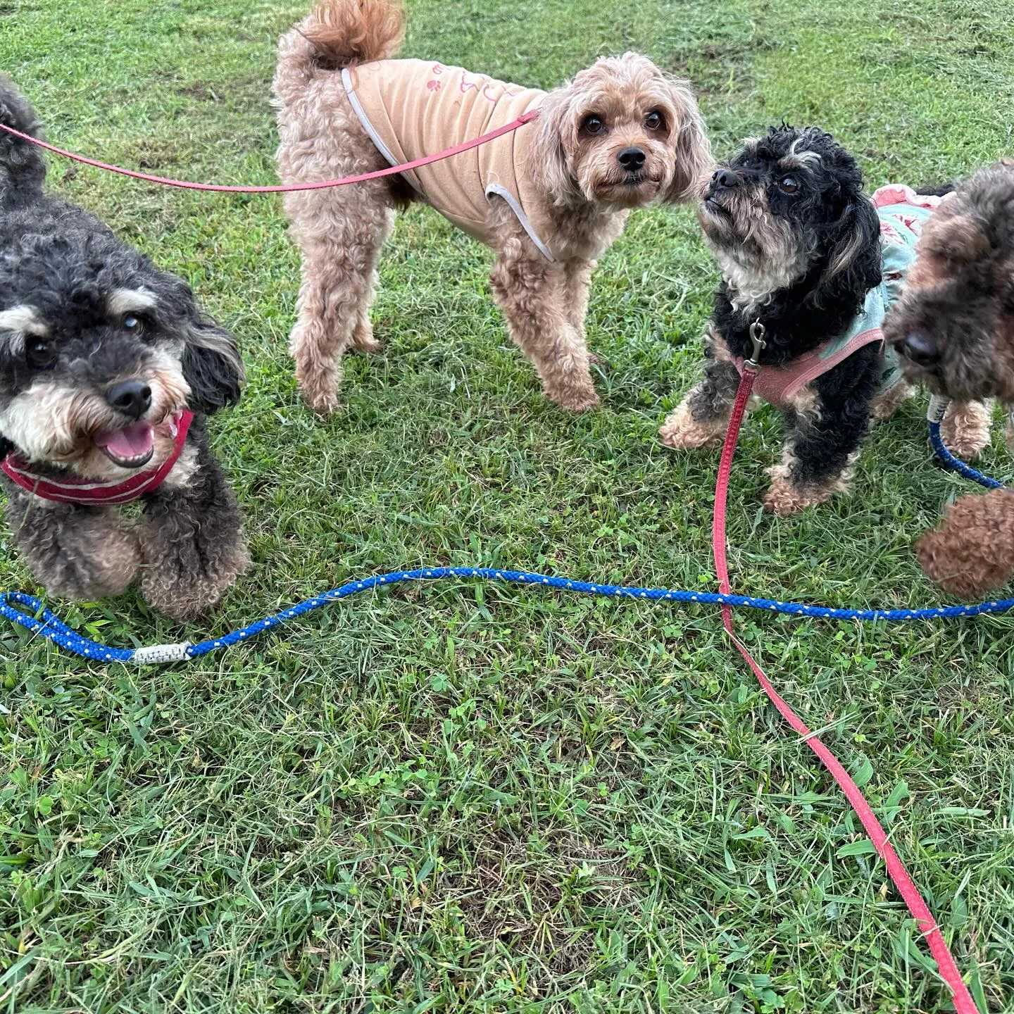 大家族が遊びに来てくれました🐩♬