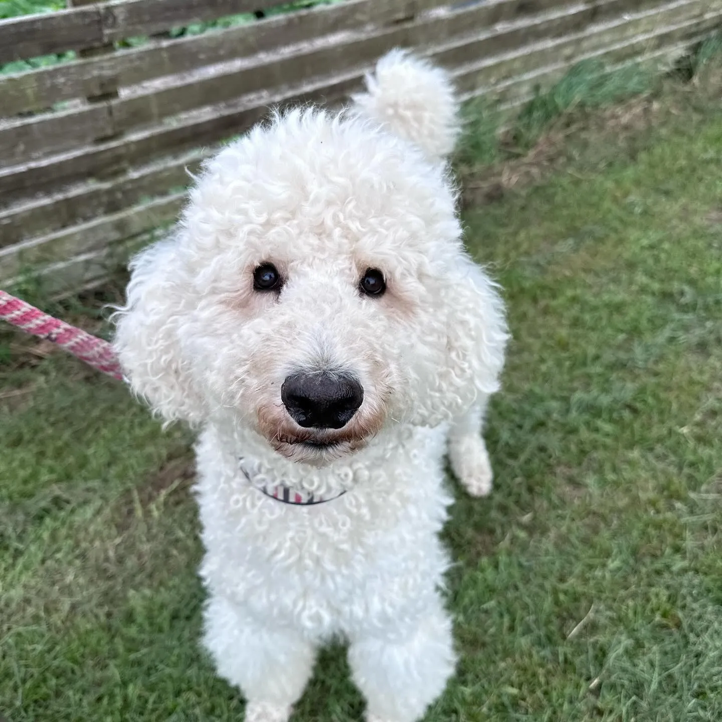 大家族が遊びに来てくれました🐩♬