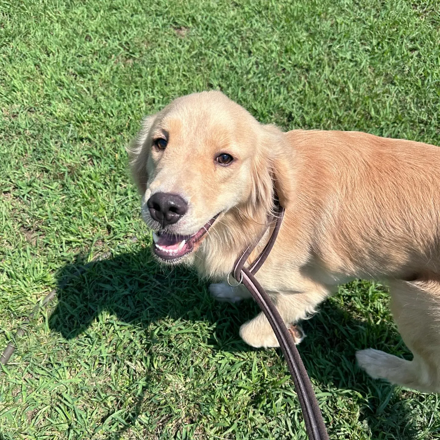 遊びに来てくれた子達🐕♬