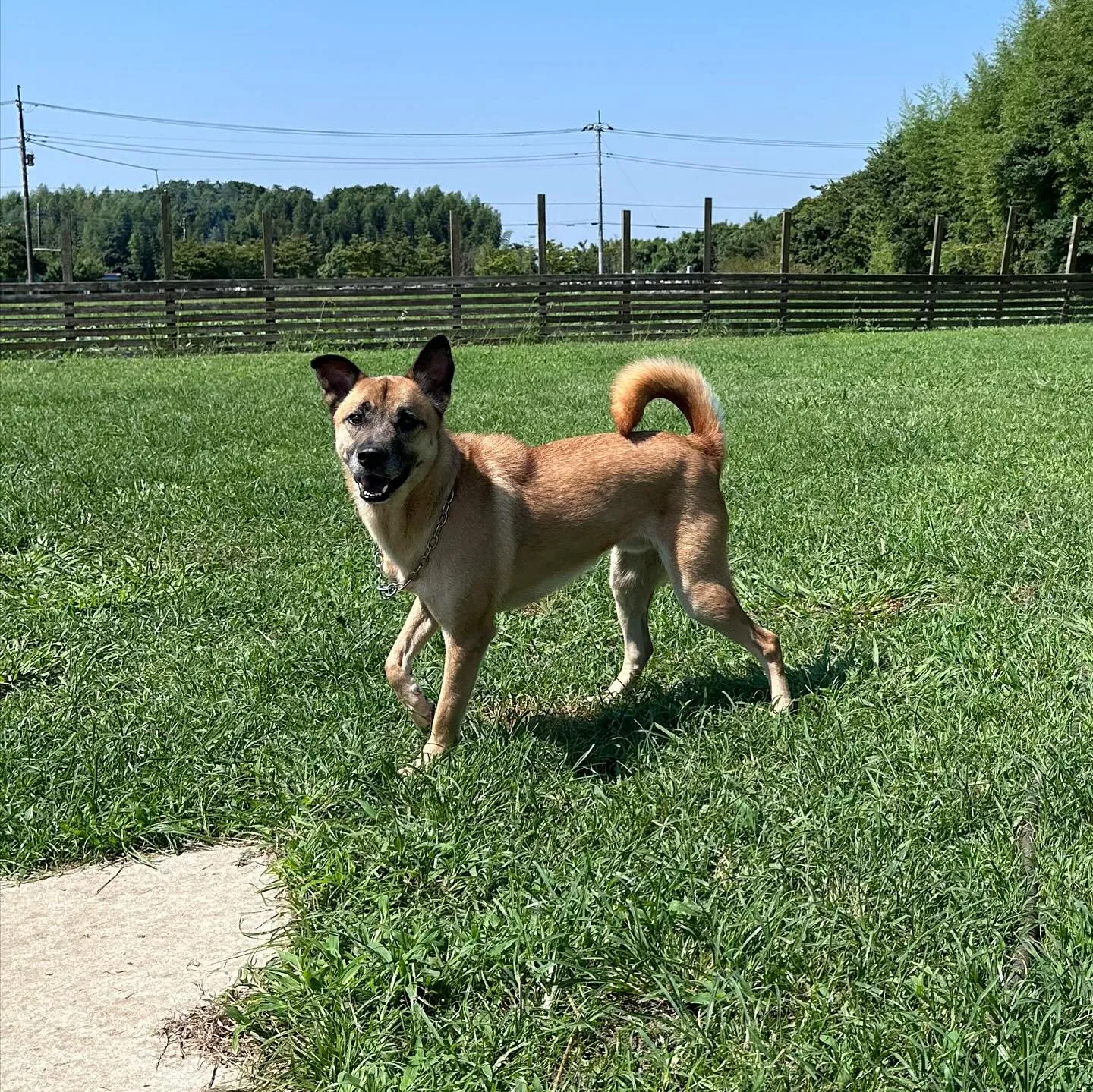 遊びに来てくれた子達🐕♬