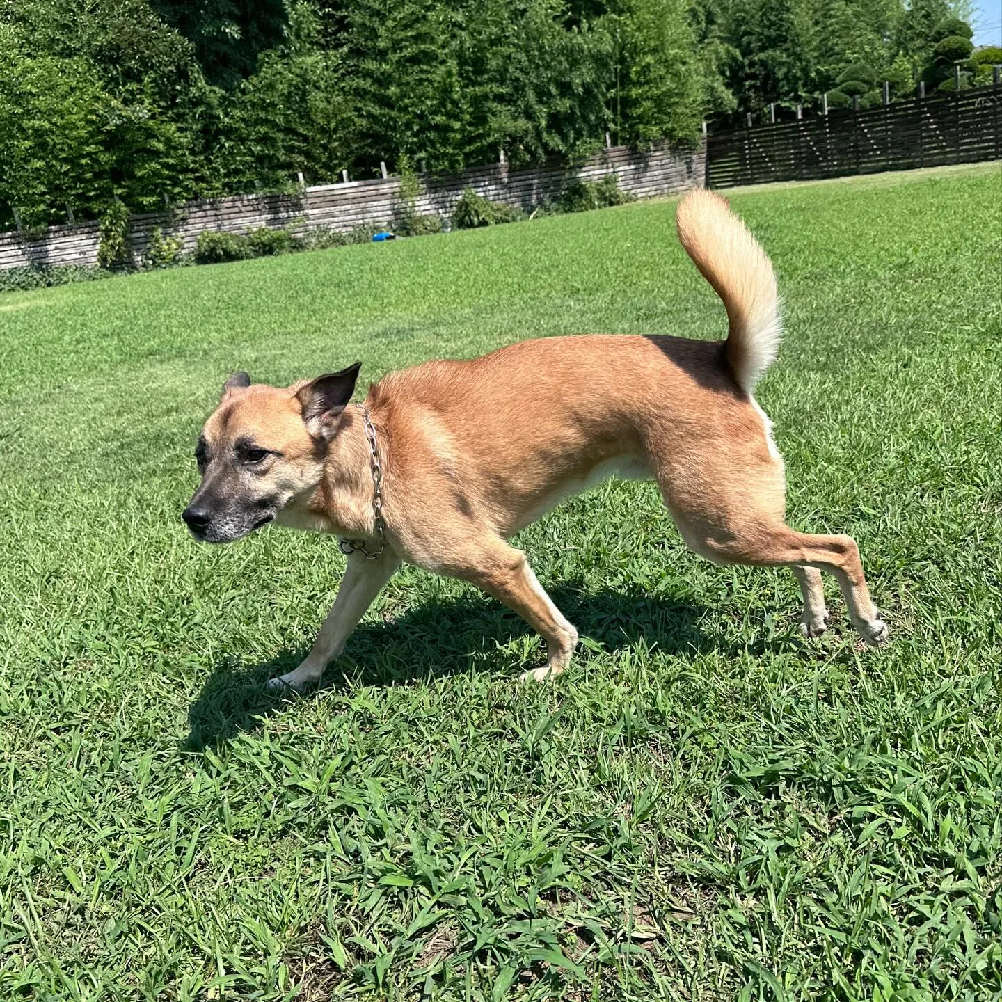 遊びに来てくれた子達🐕♬