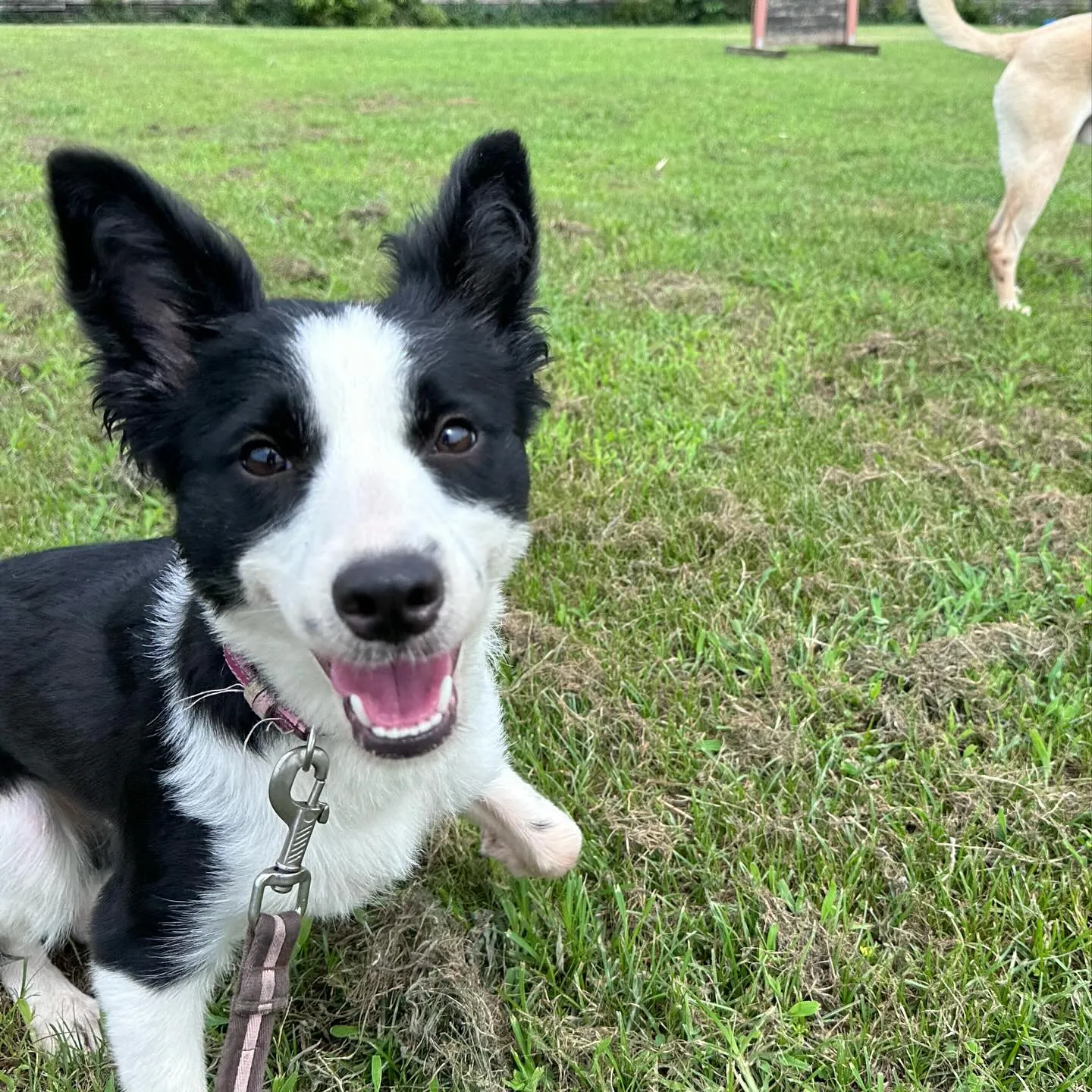 遊びに来てくれた子達🐕♬