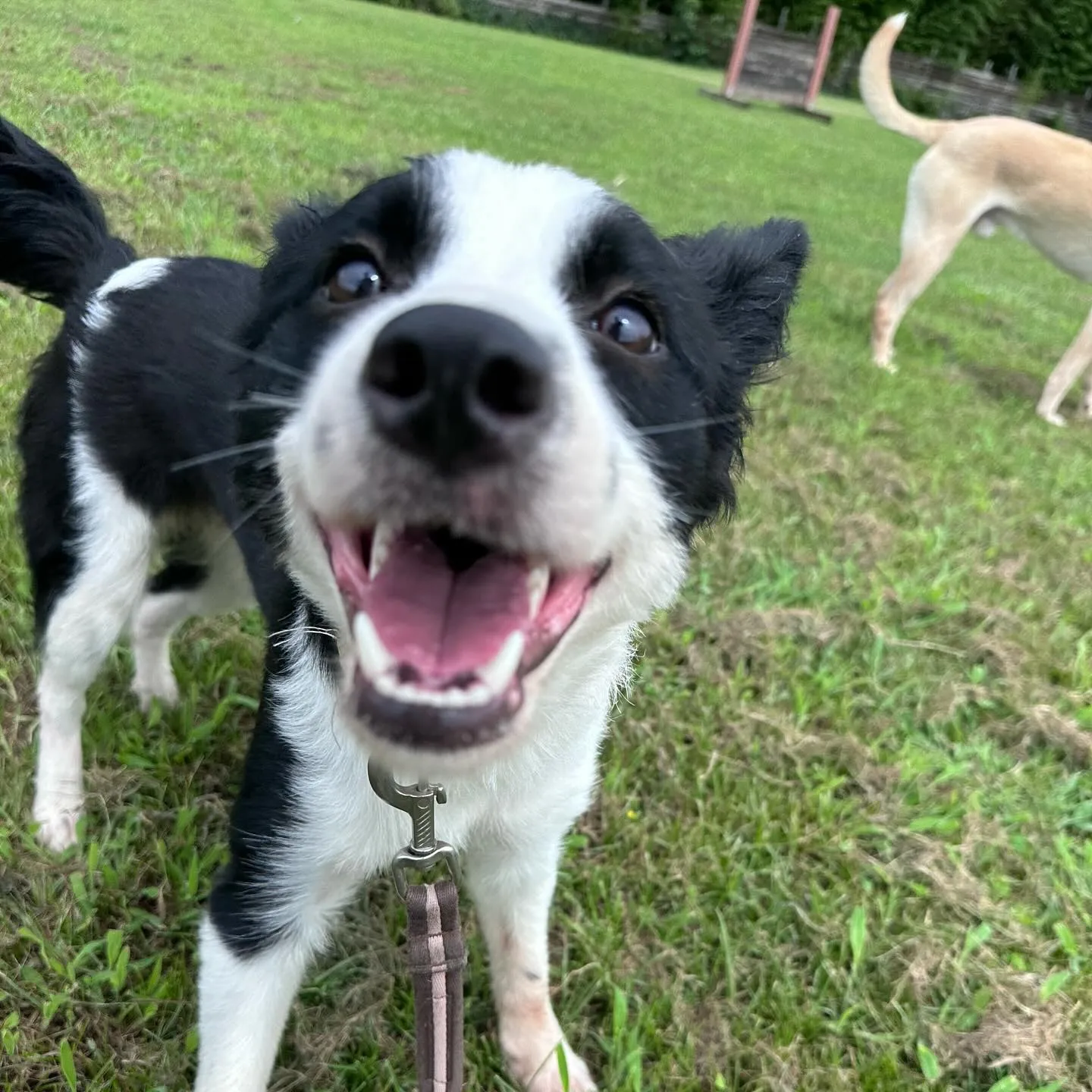 遊びに来てくれた子達🐕♬