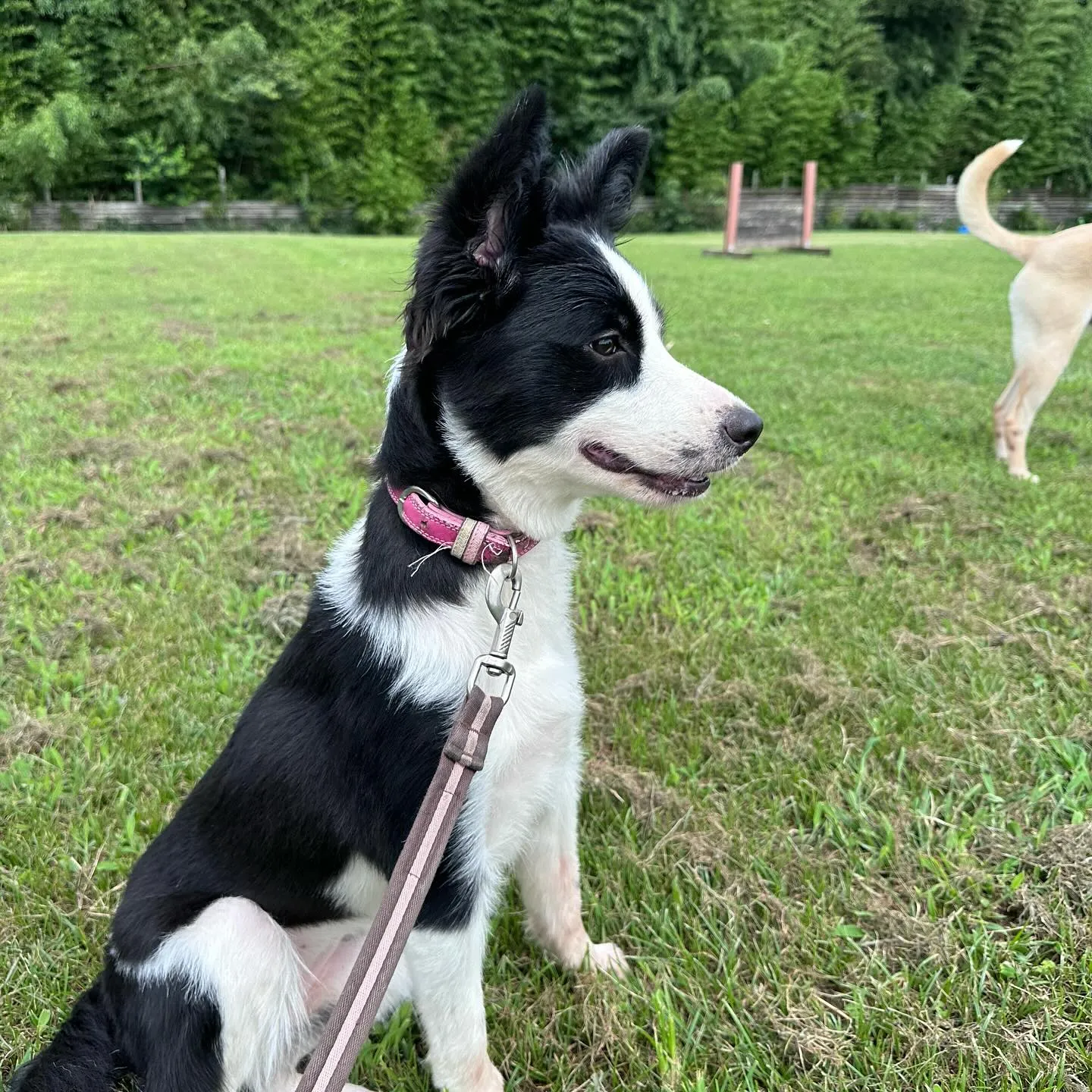 遊びに来てくれた子達🐕♬