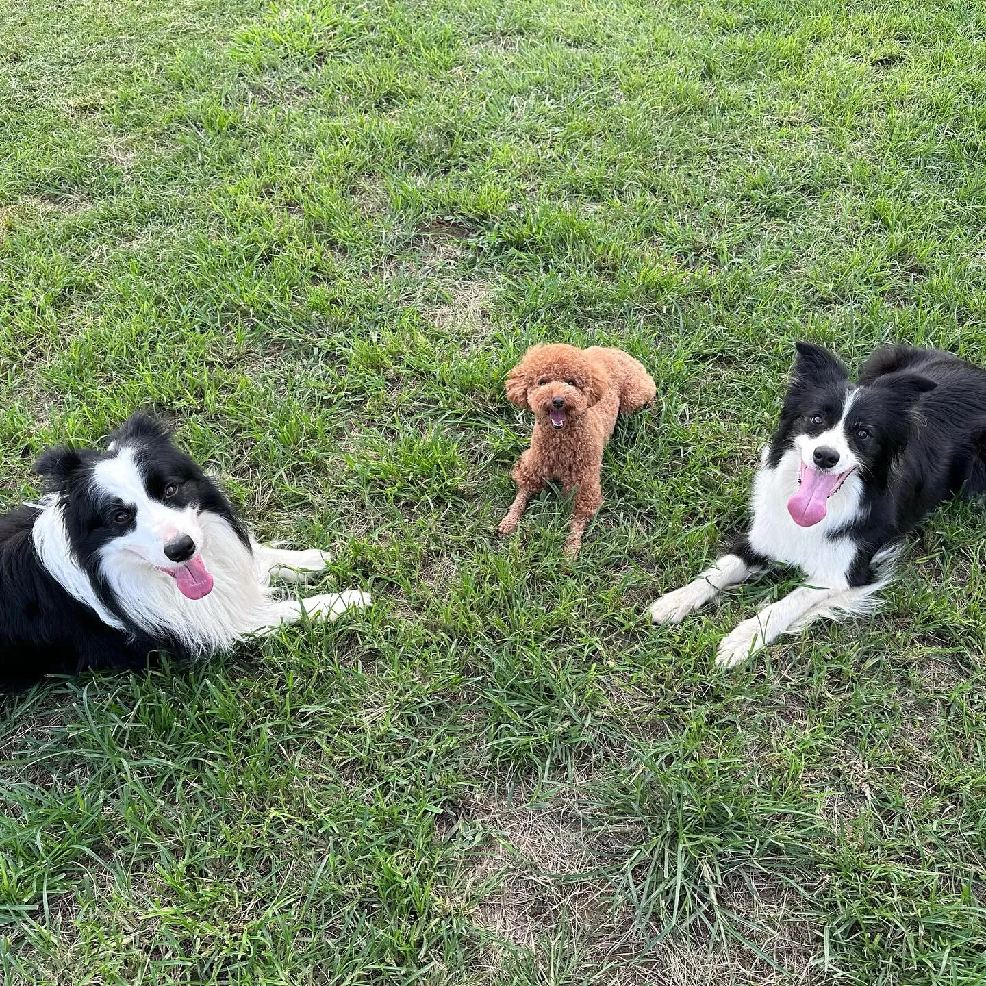 遊びに来てくれた子達🐕🐩