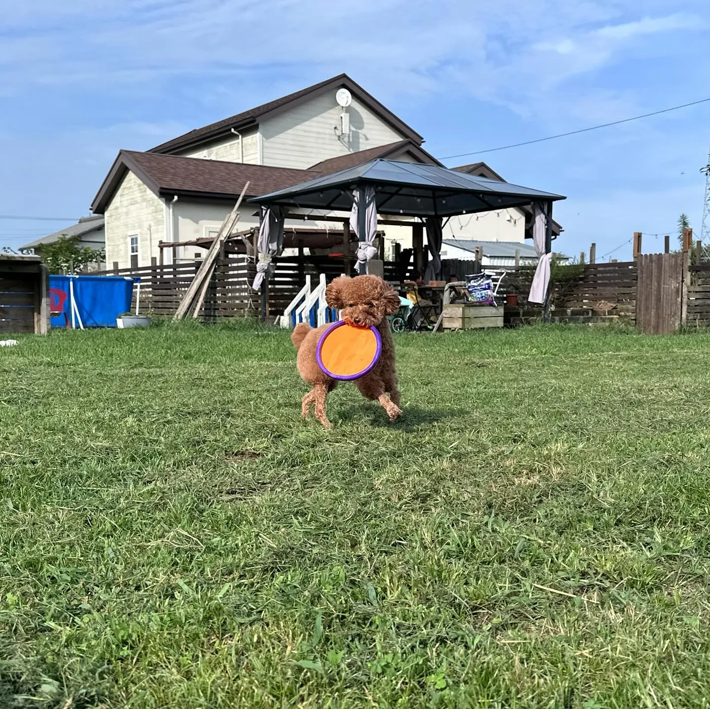 遊びに来てくれた子達🐕🐩