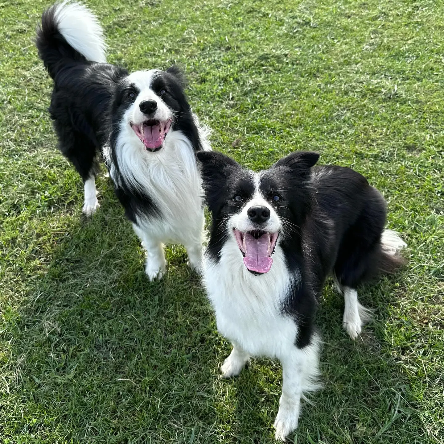 遊びに来てくれた子達🐕🐩