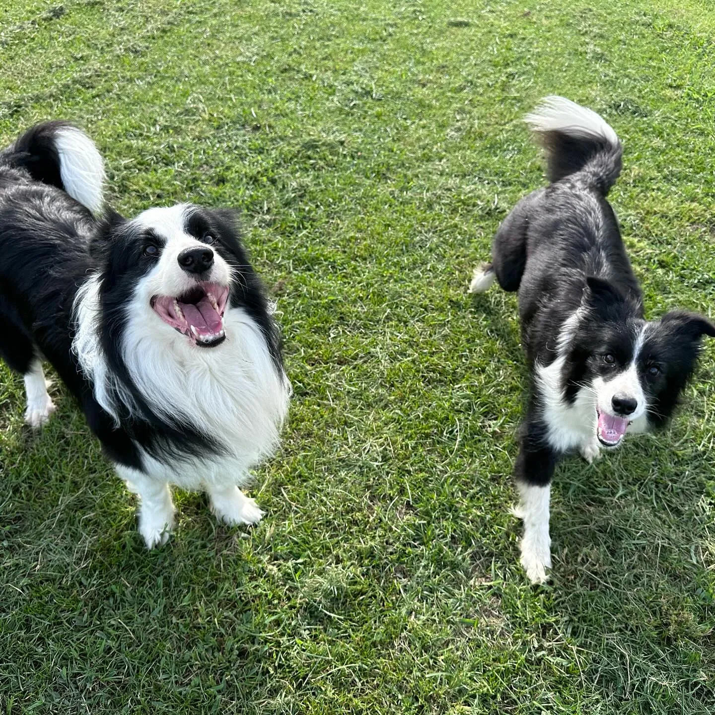 遊びに来てくれた子達🐕🐩