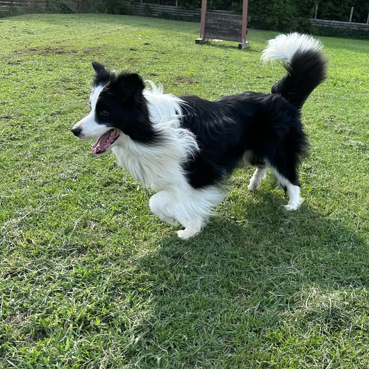 遊びに来てくれた子達🐕🐩