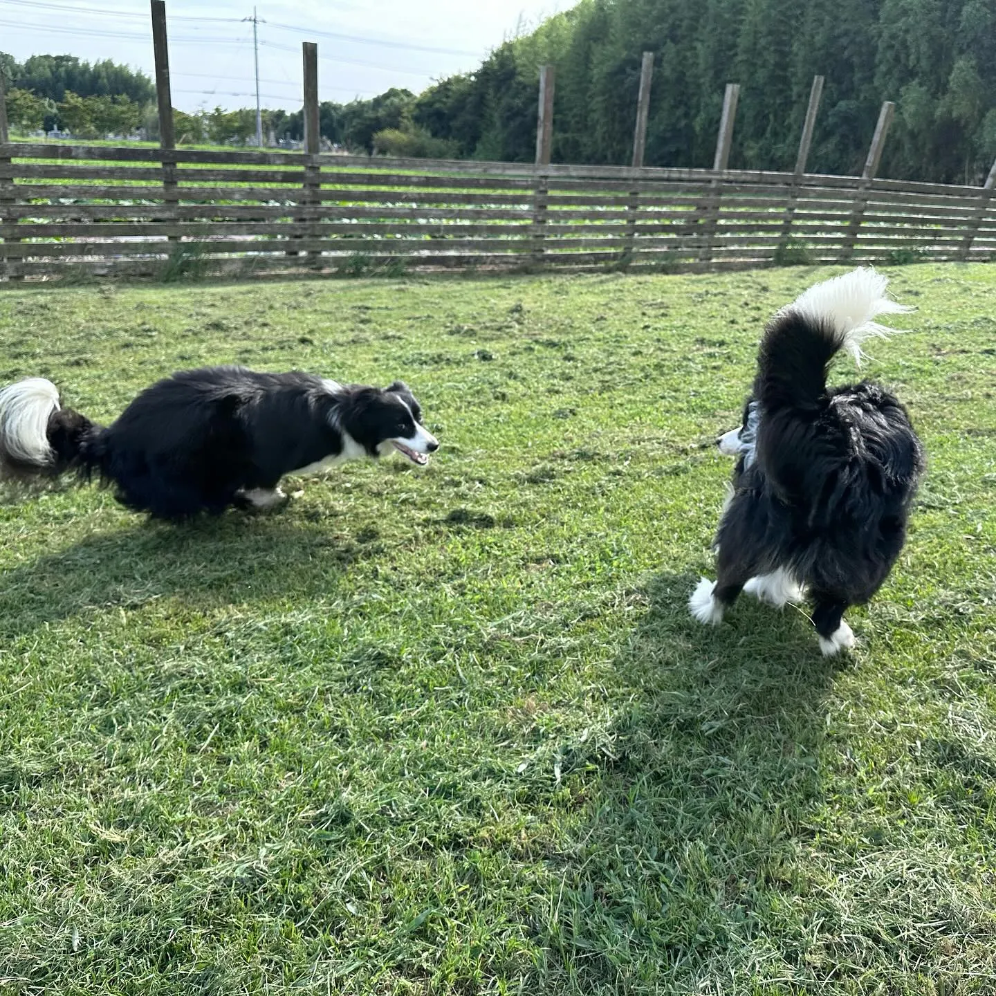 遊びに来てくれた子達🐕🐩