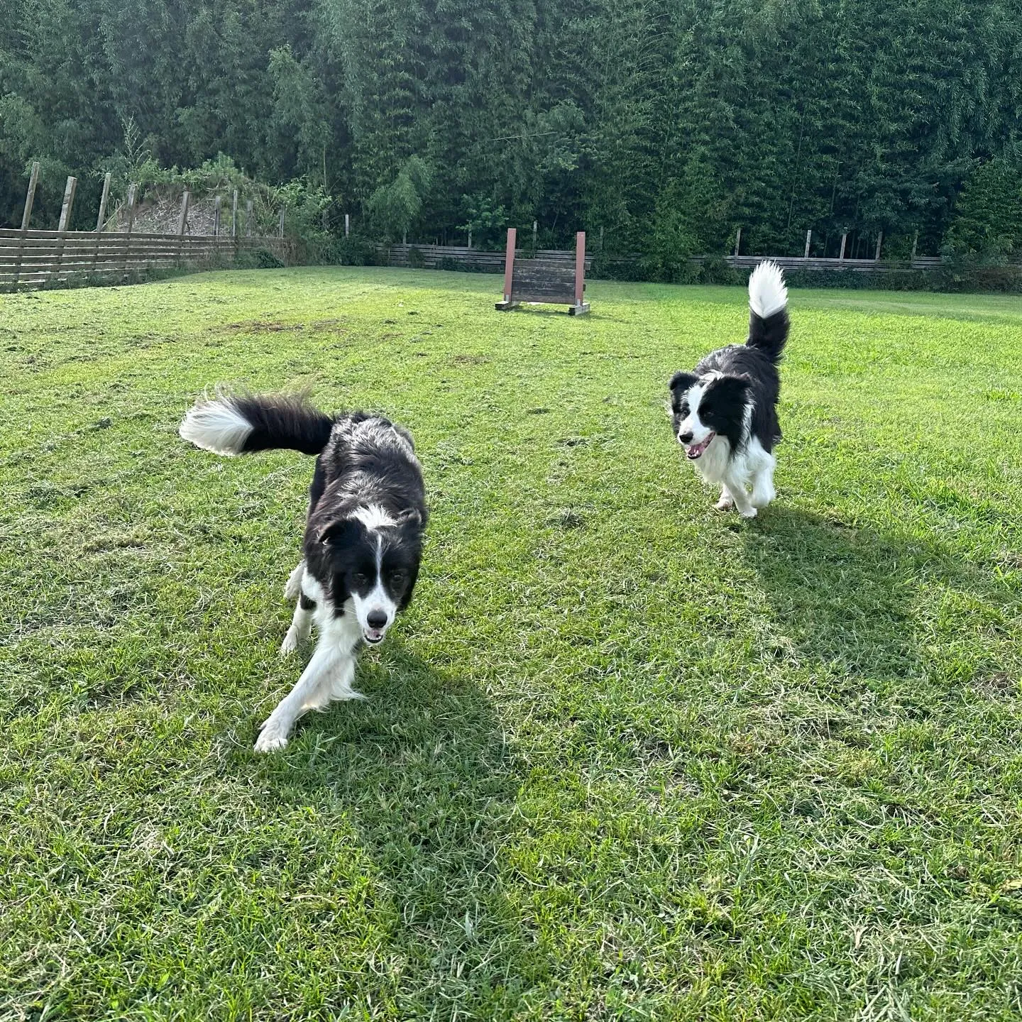 遊びに来てくれた子達🐕🐩