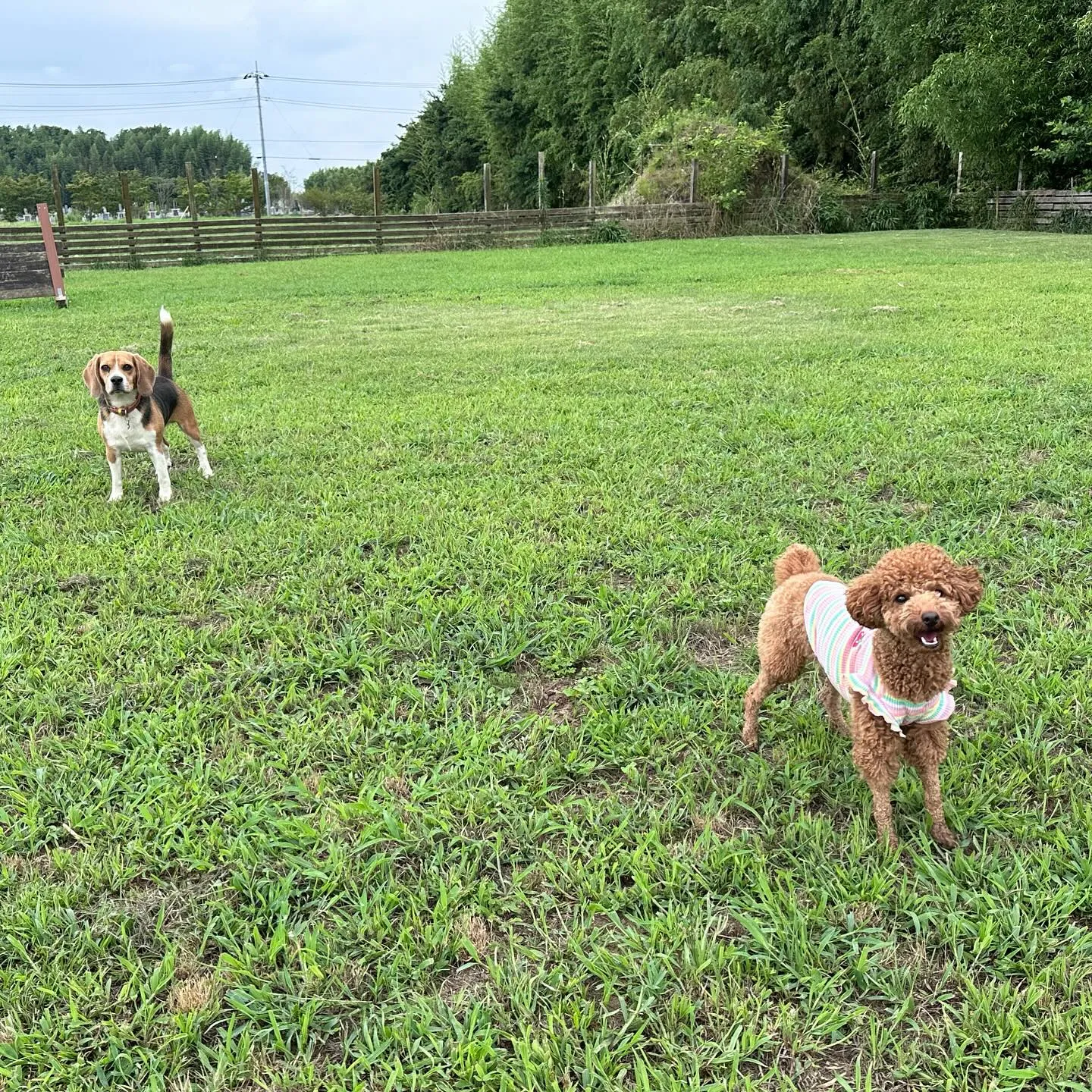 走るの大好きっ子達🐕🐩♬