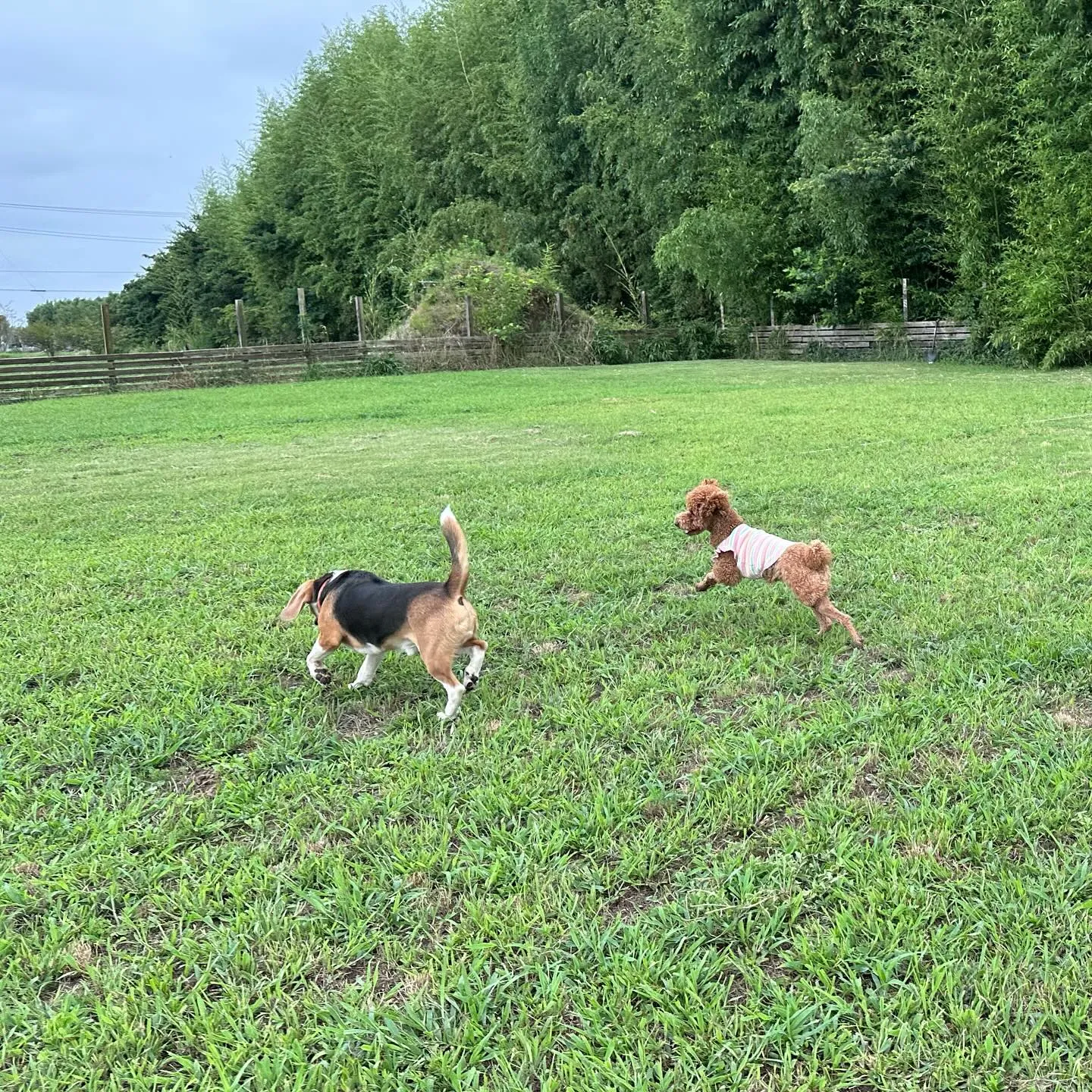 走るの大好きっ子達🐕🐩♬