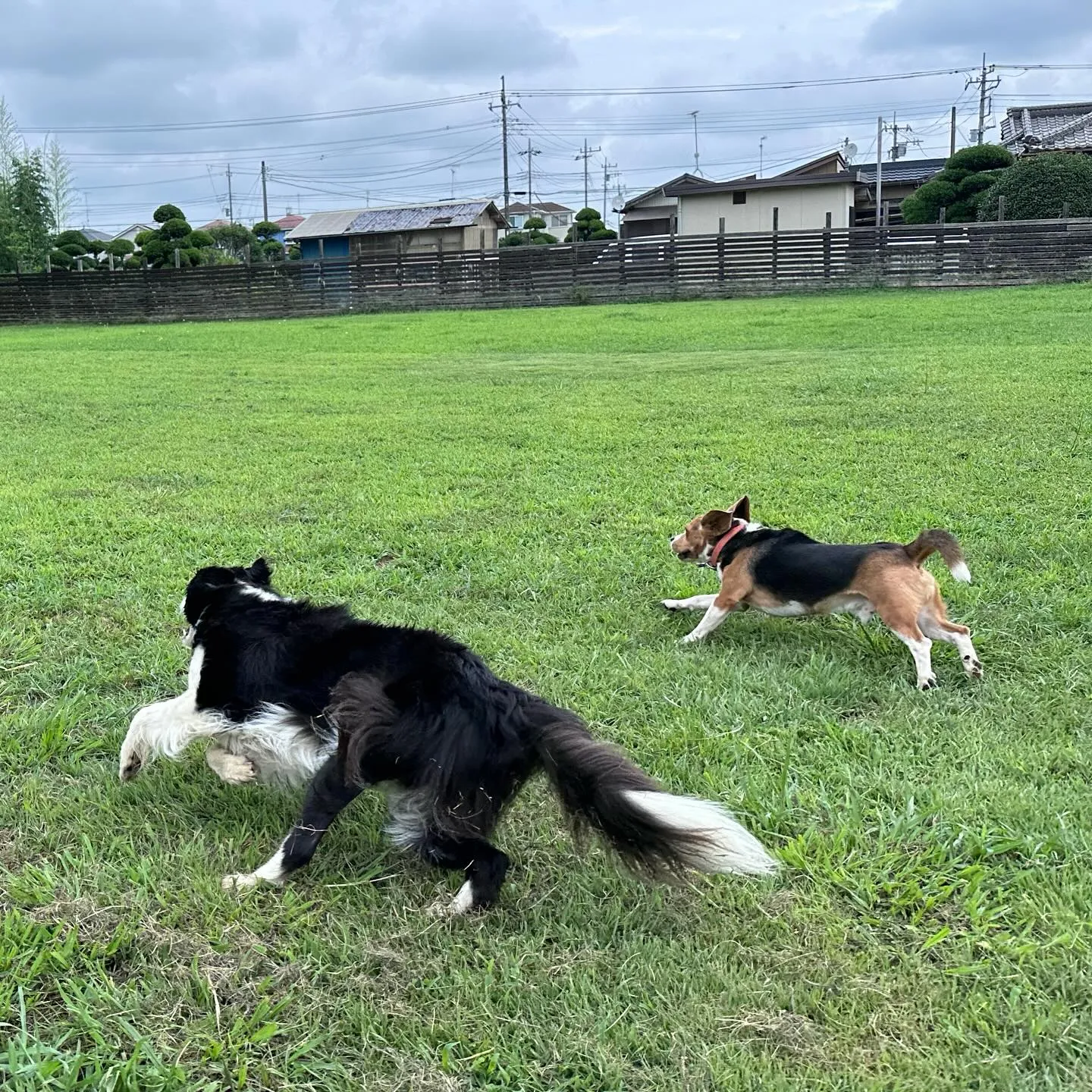 走るの大好きっ子達🐕🐩♬