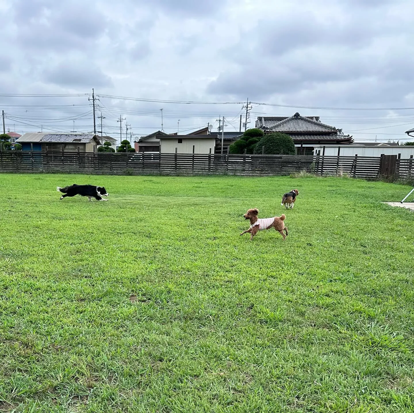 走るの大好きっ子達🐕🐩♬