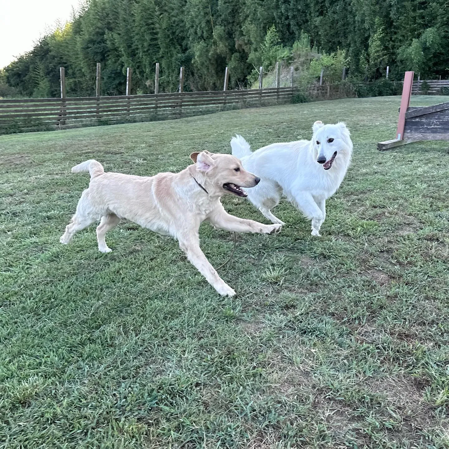 遊びに来てくれた子達🐕♬