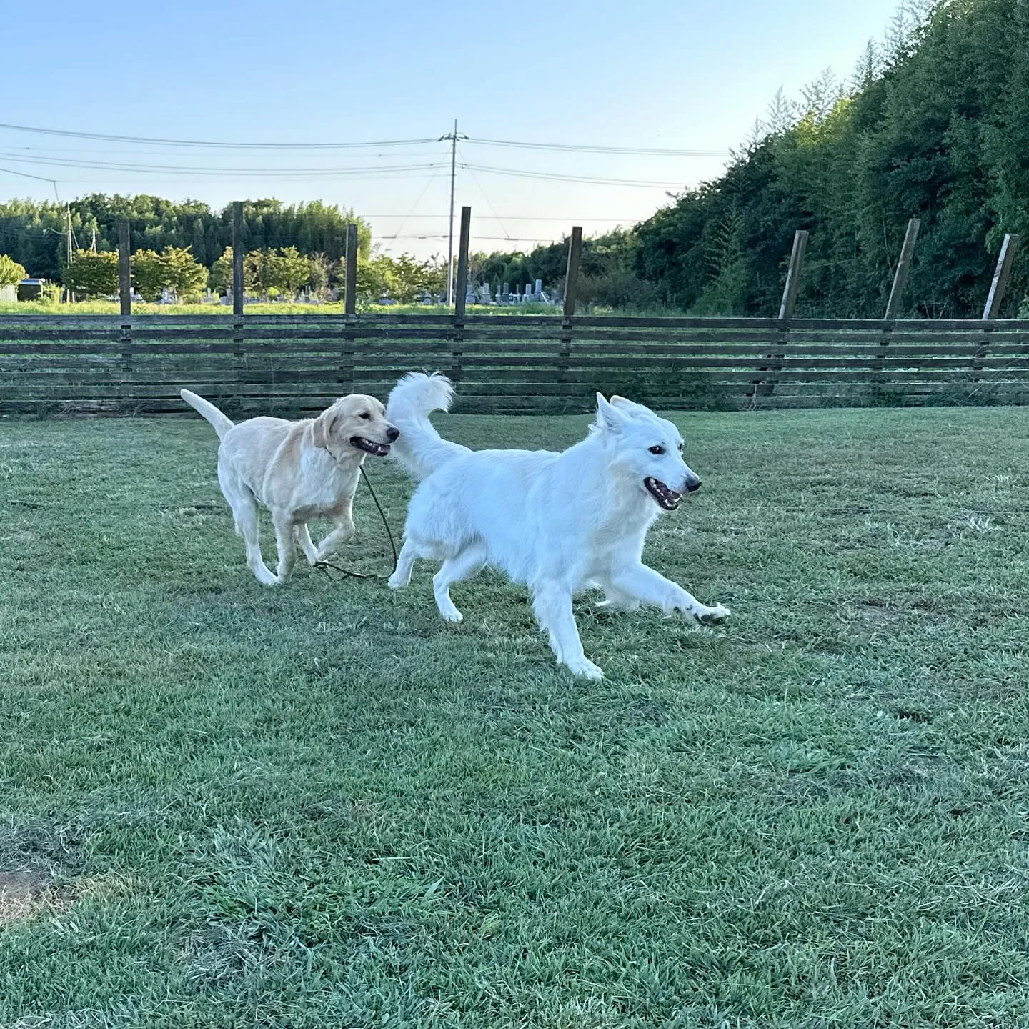 遊びに来てくれた子達🐕♬