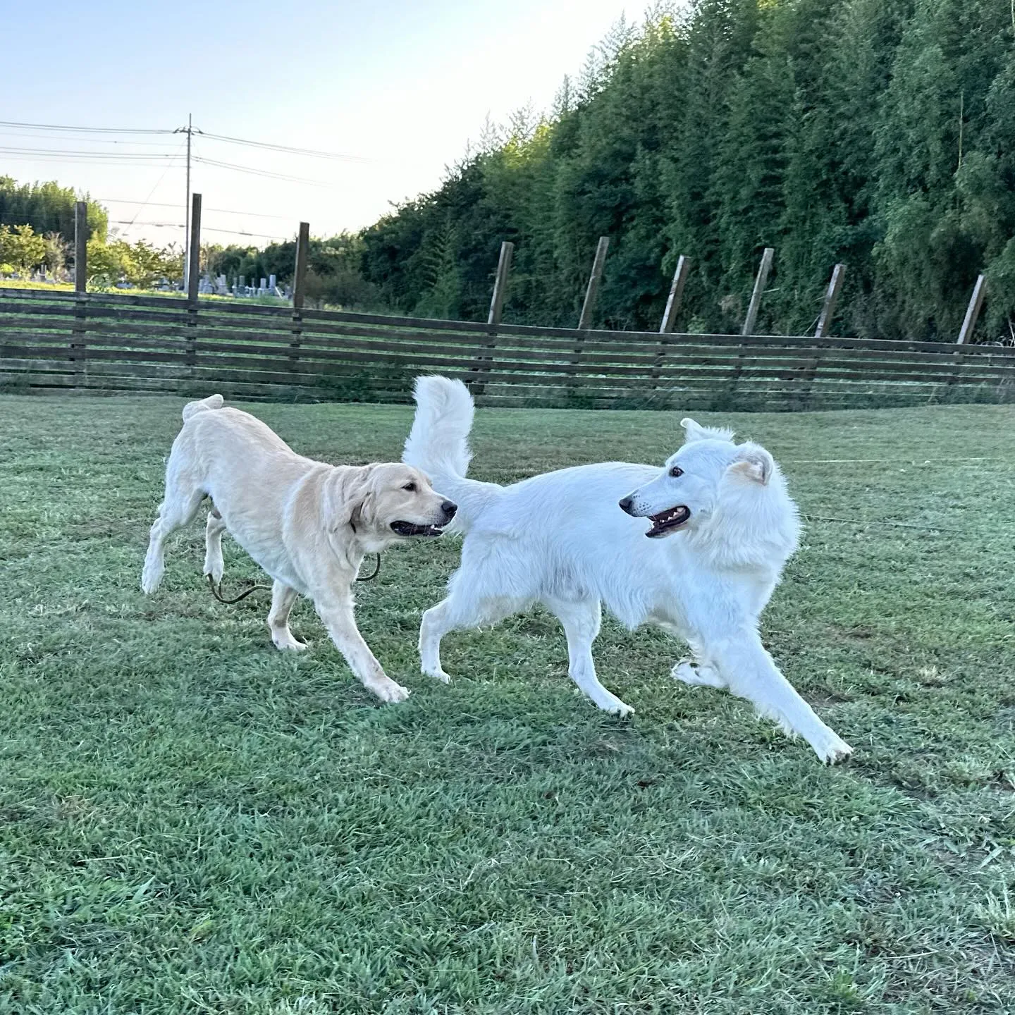 遊びに来てくれた子達🐕♬