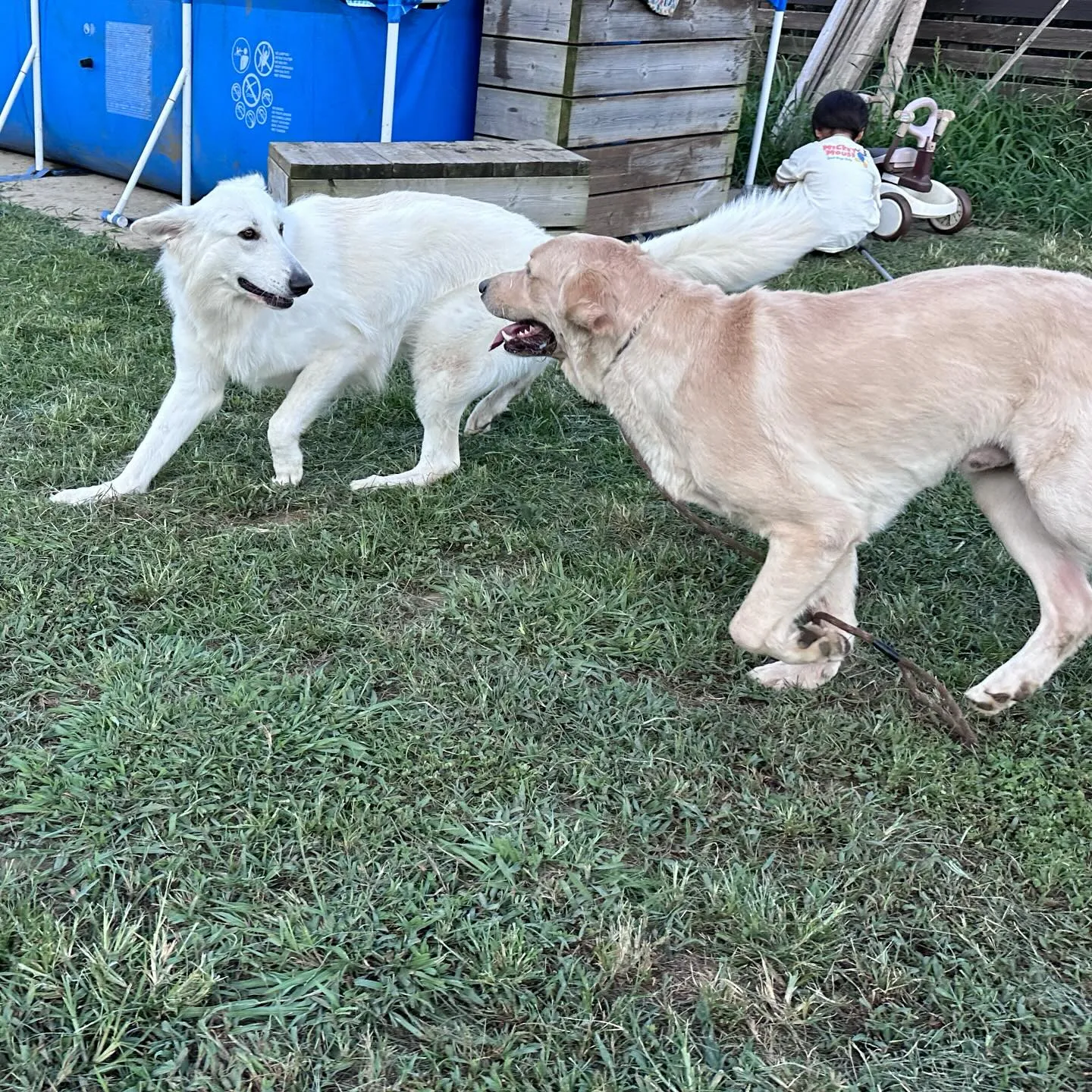 遊びに来てくれた子達🐕♬