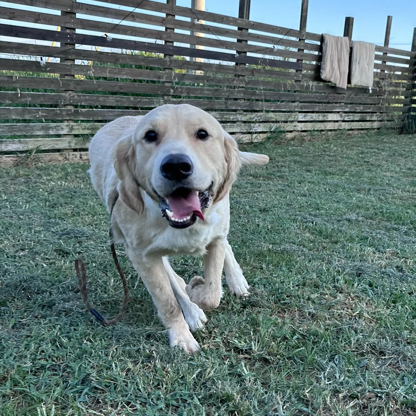 遊びに来てくれた子達🐕♬