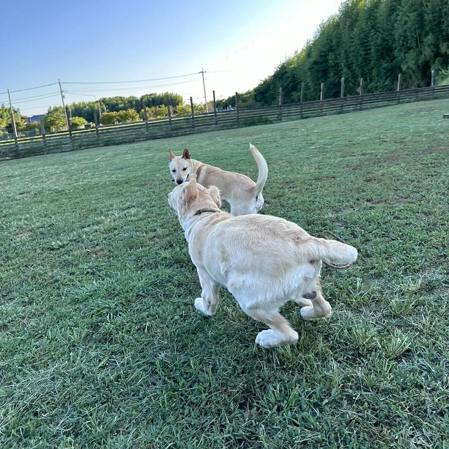 遊びに来てくれた子達🐕♬