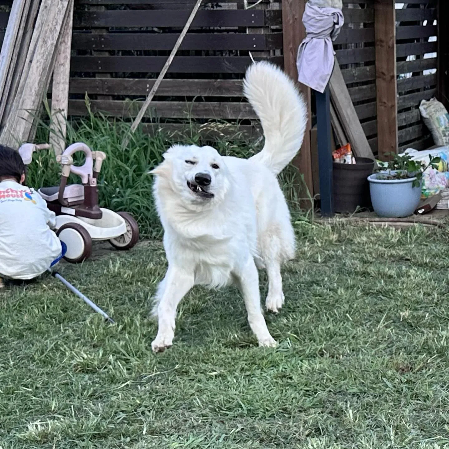 遊びに来てくれた子達🐕♬