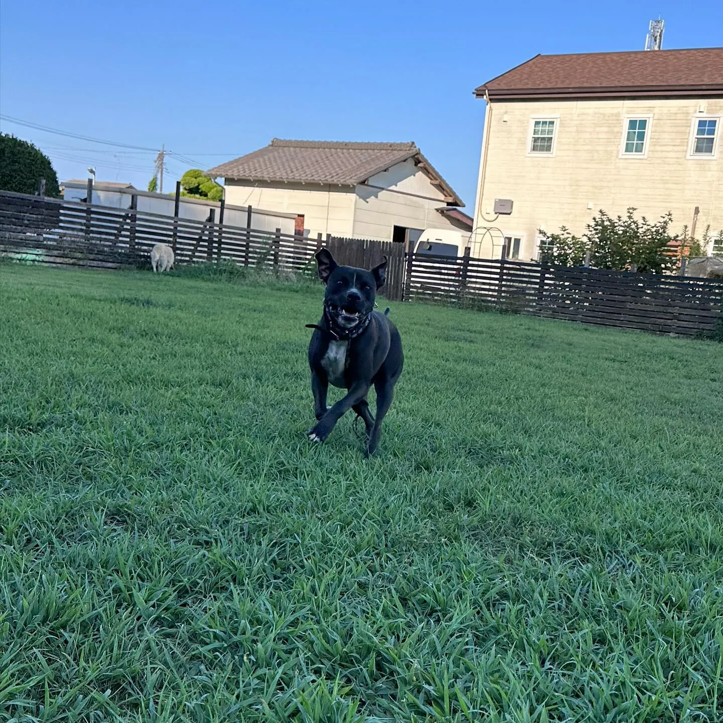 遊びに来てくれた子達🐕♬