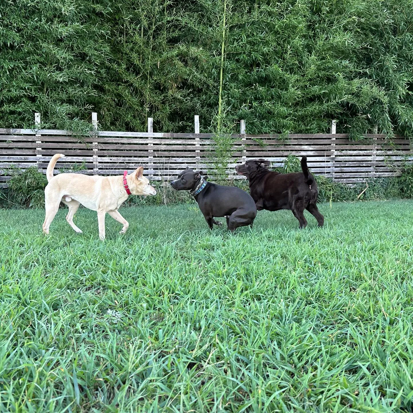 遊びに来てくれた子達🐕♬