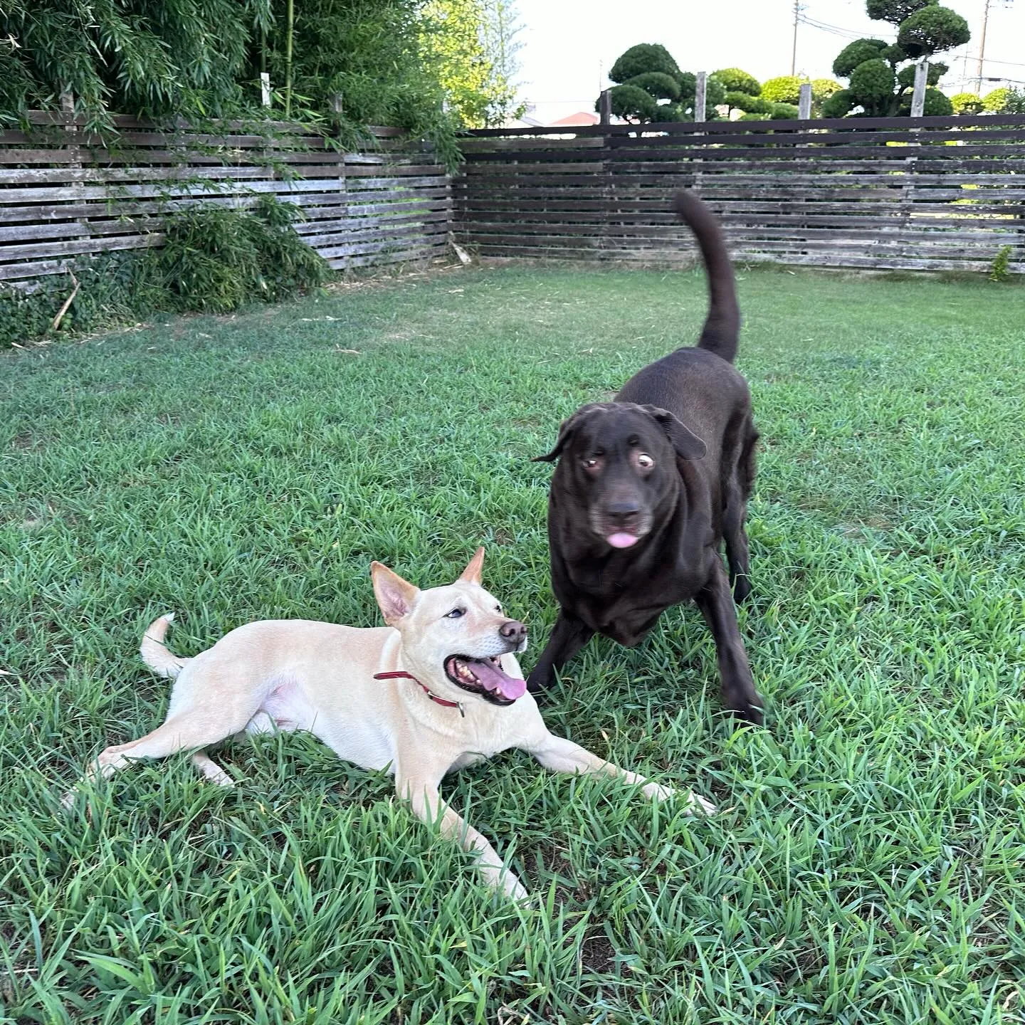 遊びに来てくれた子達🐕♬