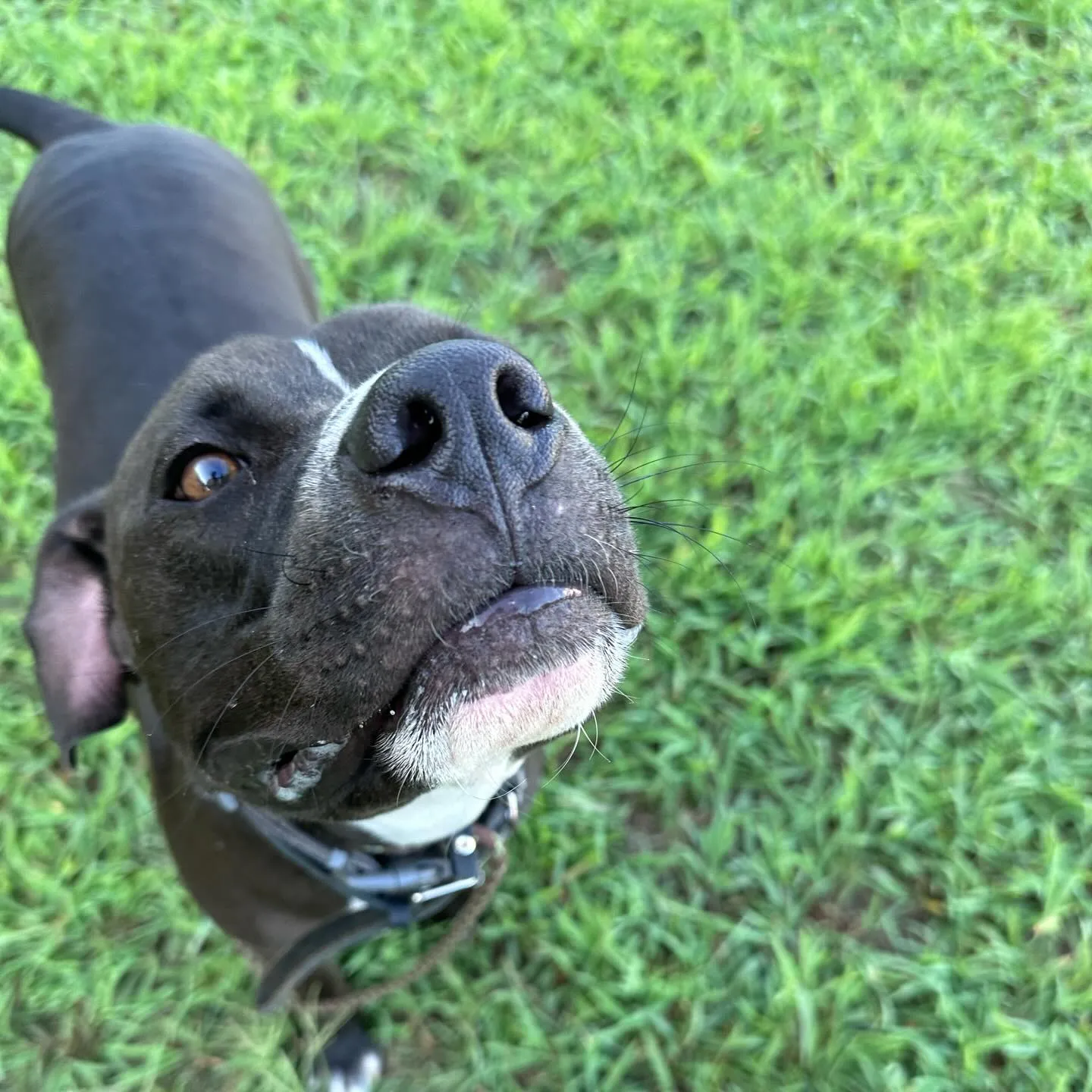 遊びに来てくれた子達🐕♬