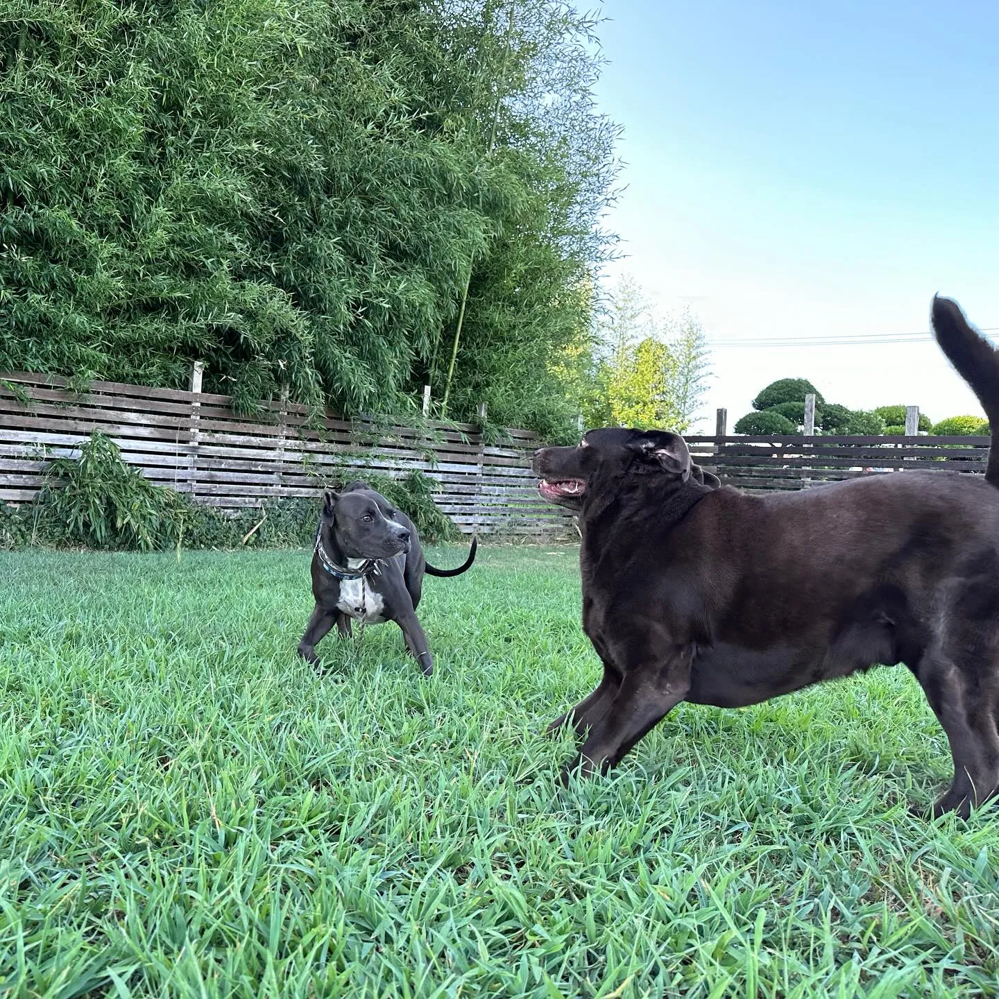 遊びに来てくれた子達🐕♬