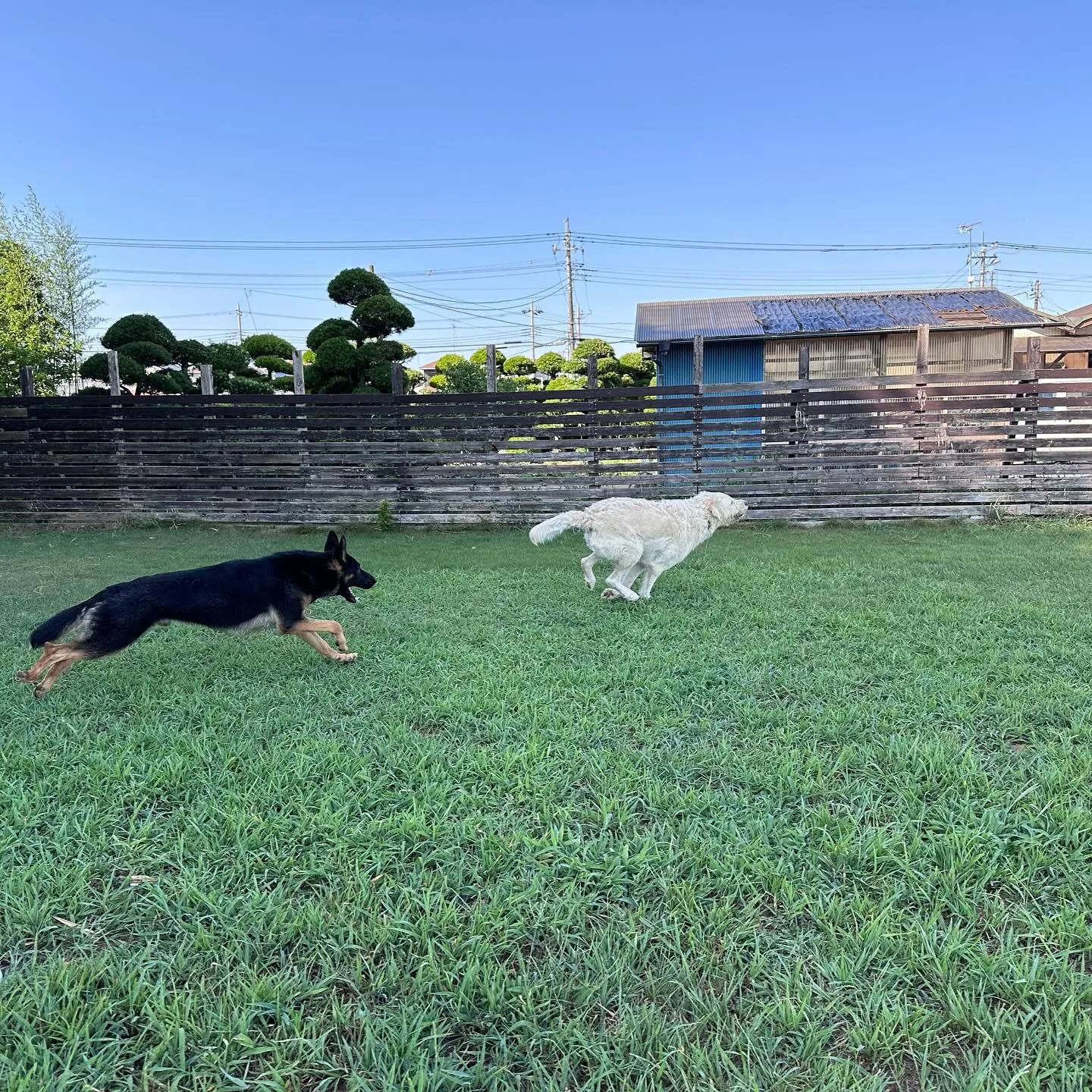 遊びに来てくれた子達🐕♬